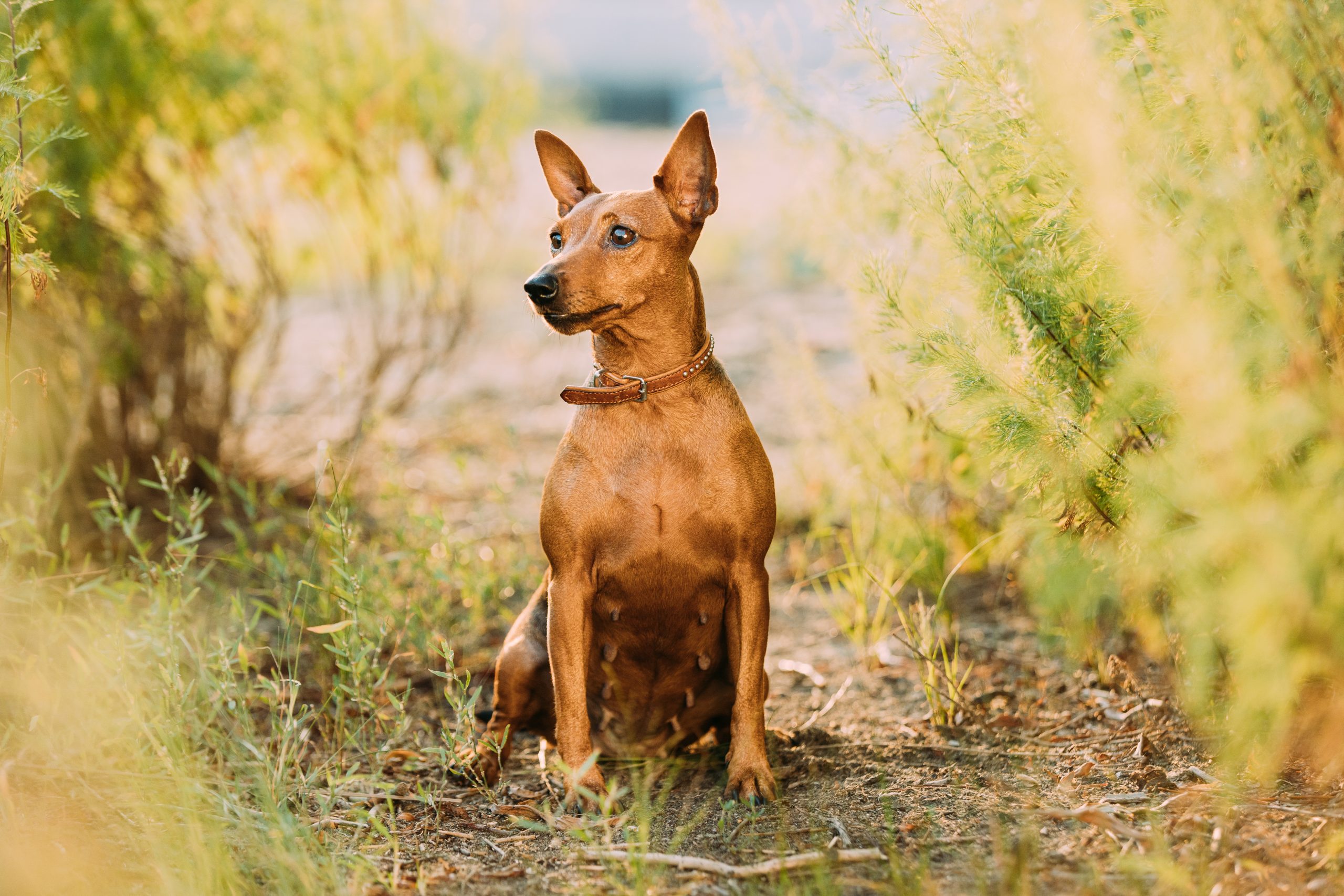 Brown Min Pin, miniature, pincher, Pinscher, Zwergpinscher Sitting Outdoor In Green Bushes. Summertime