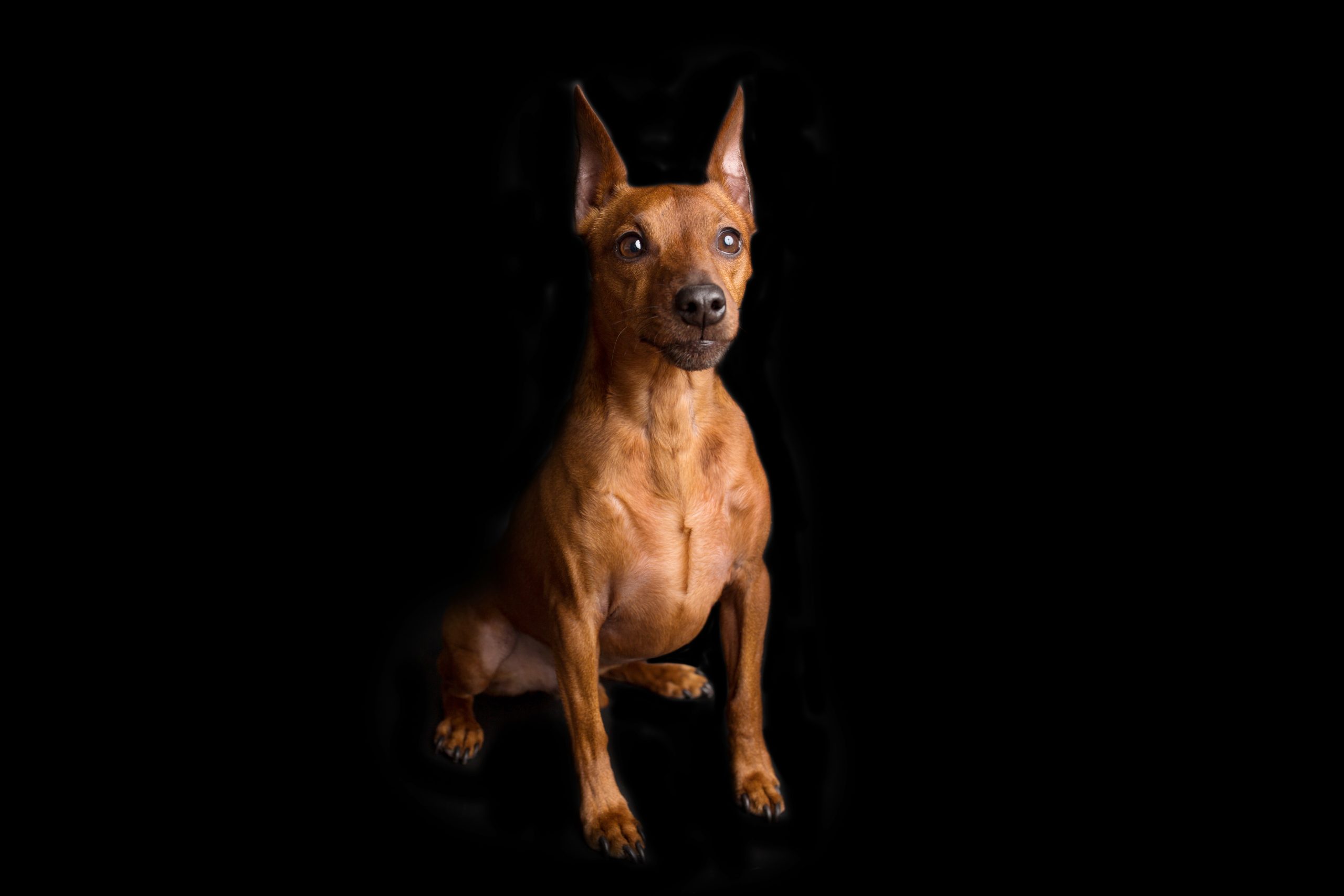 Sable brown miniature pinscher portrait on summer time with green background. German miniature pinscher looking attentive to the owner outdoors. Smart pincher with big funny ears. High quality photo