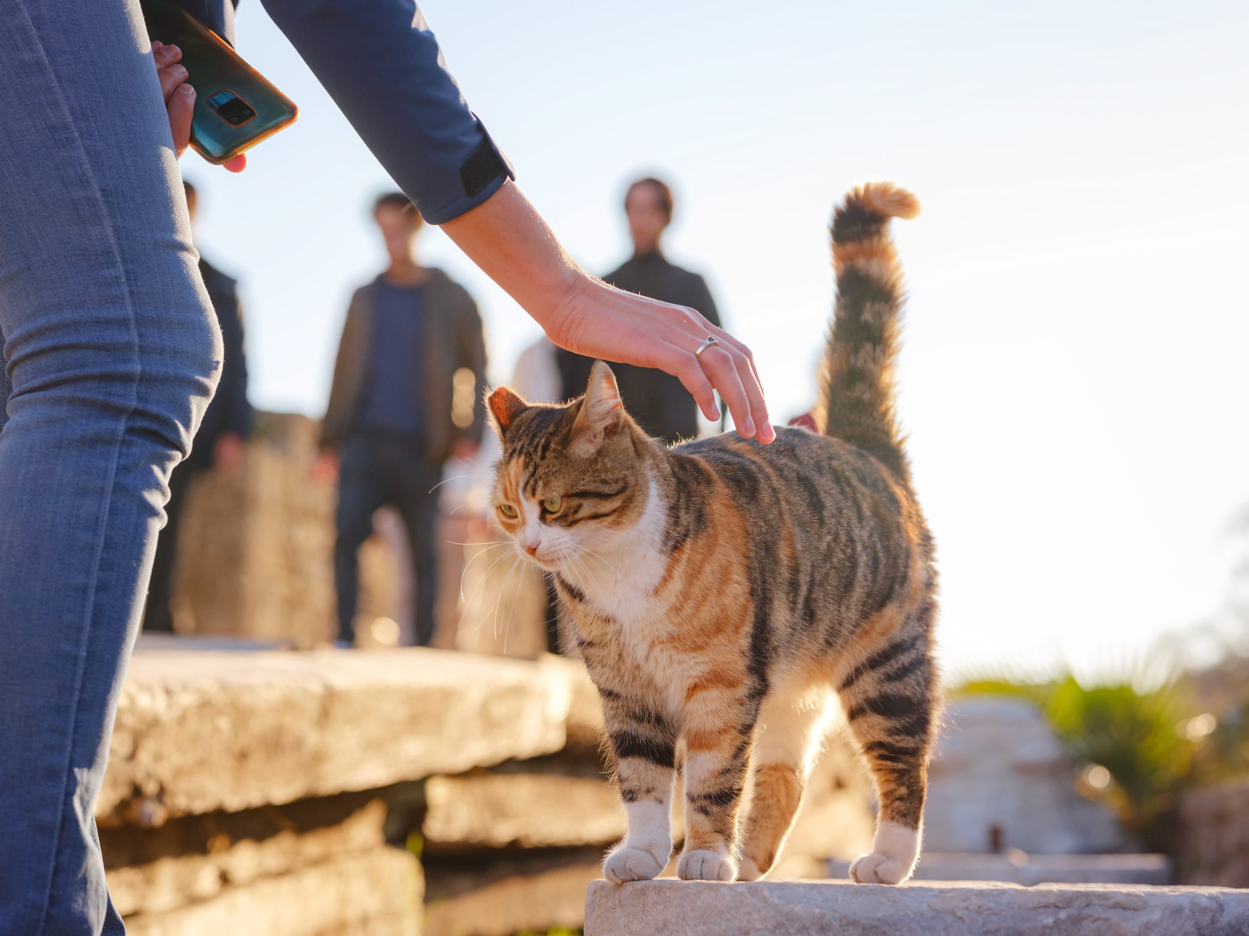 cats of Turkey, small resort town of Side with ancient Greek ruins. female tourist petting stray cat on street over sunset time in spring or fall season