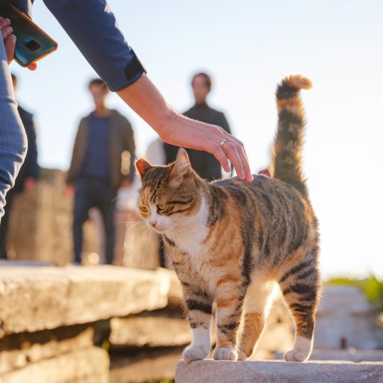 cats of turkey small resort town of side with anc 2024 06 17 21 01 44 utc