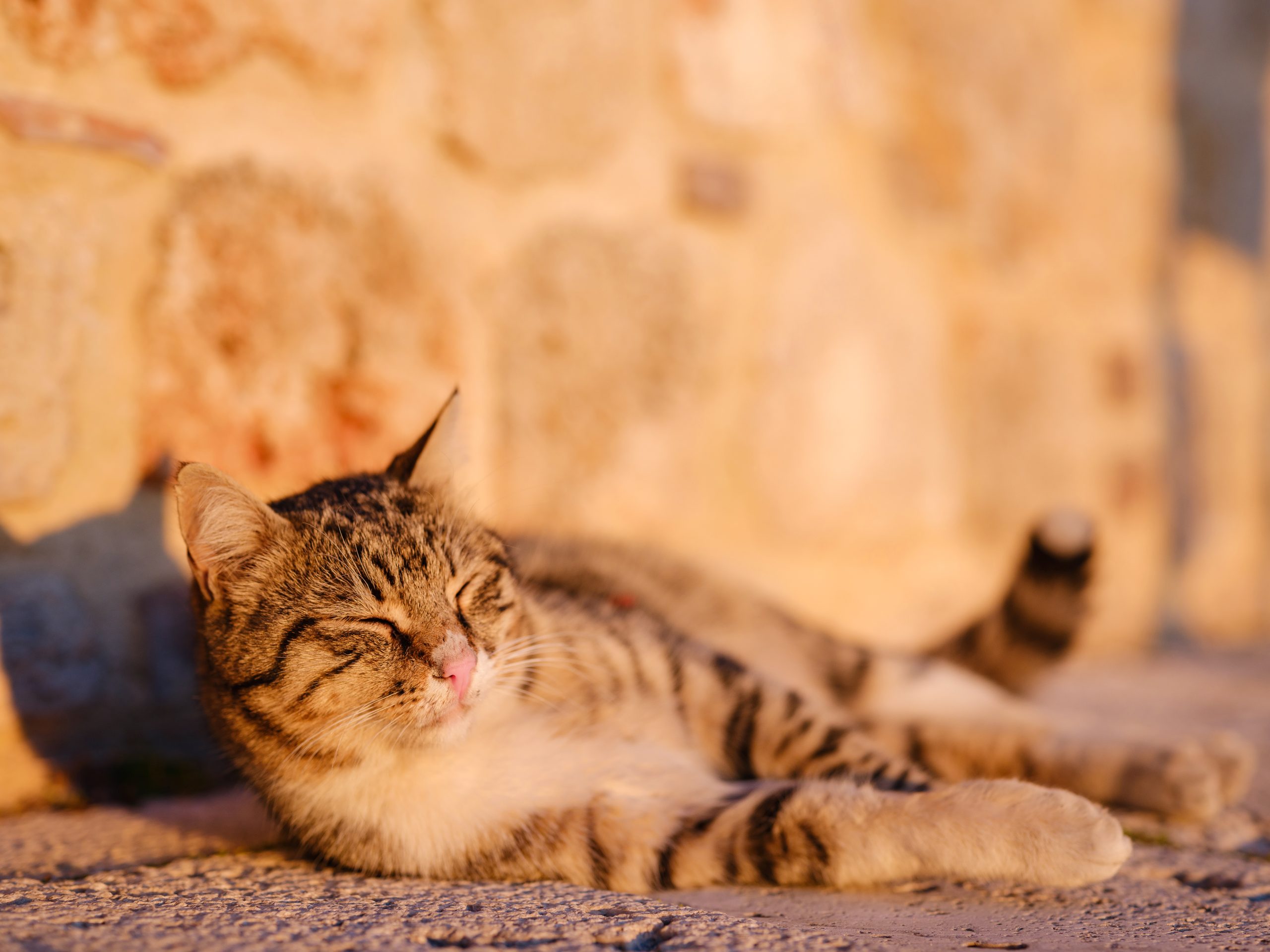 cats of Turkey, small resort town of Side with ancient Greek ruins. over sunset time