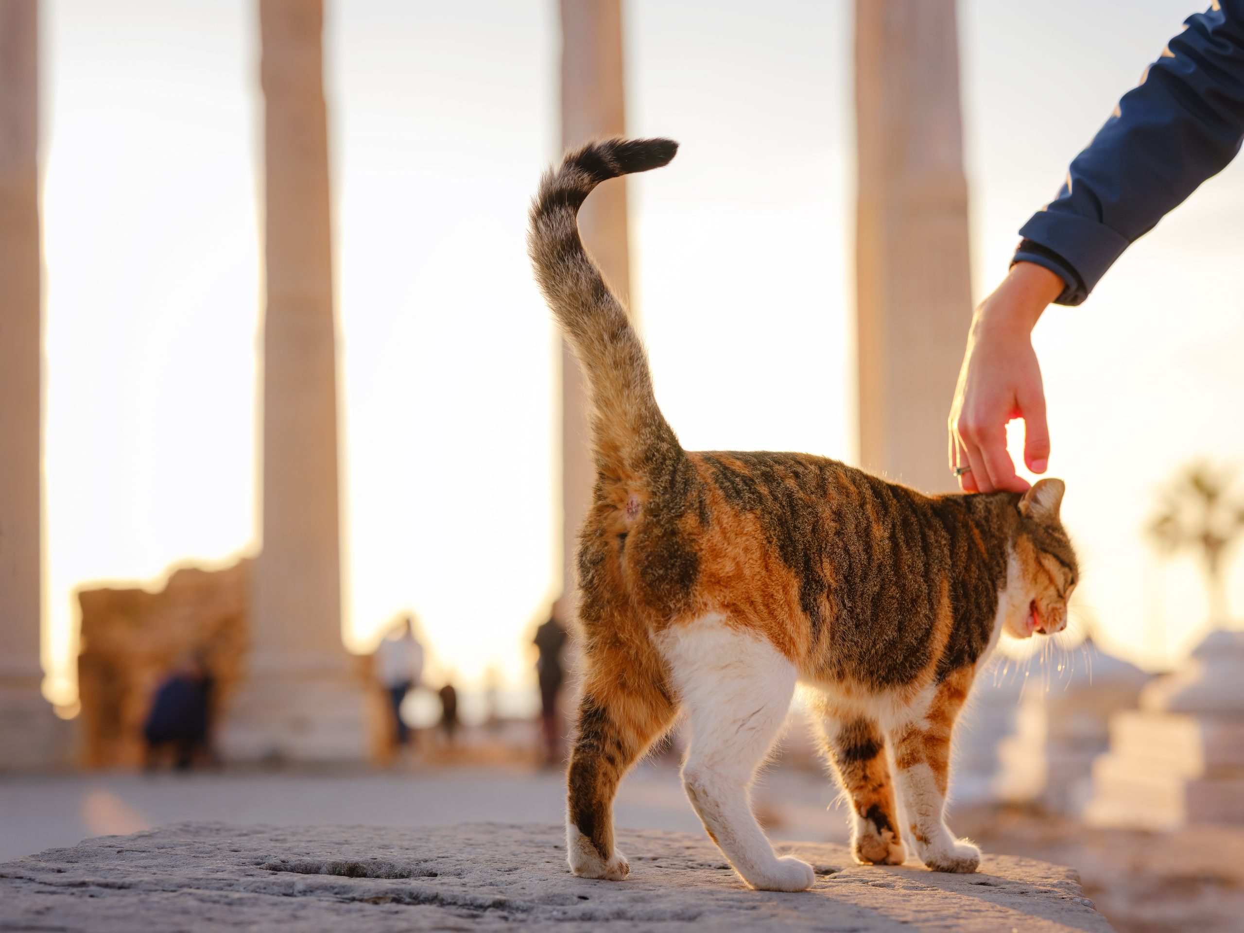 cats of Turkey, small resort town of Side with ancient Greek ruins. female tourist petting stray cat of Side Apollon Temple over sunset time in spring or fall season