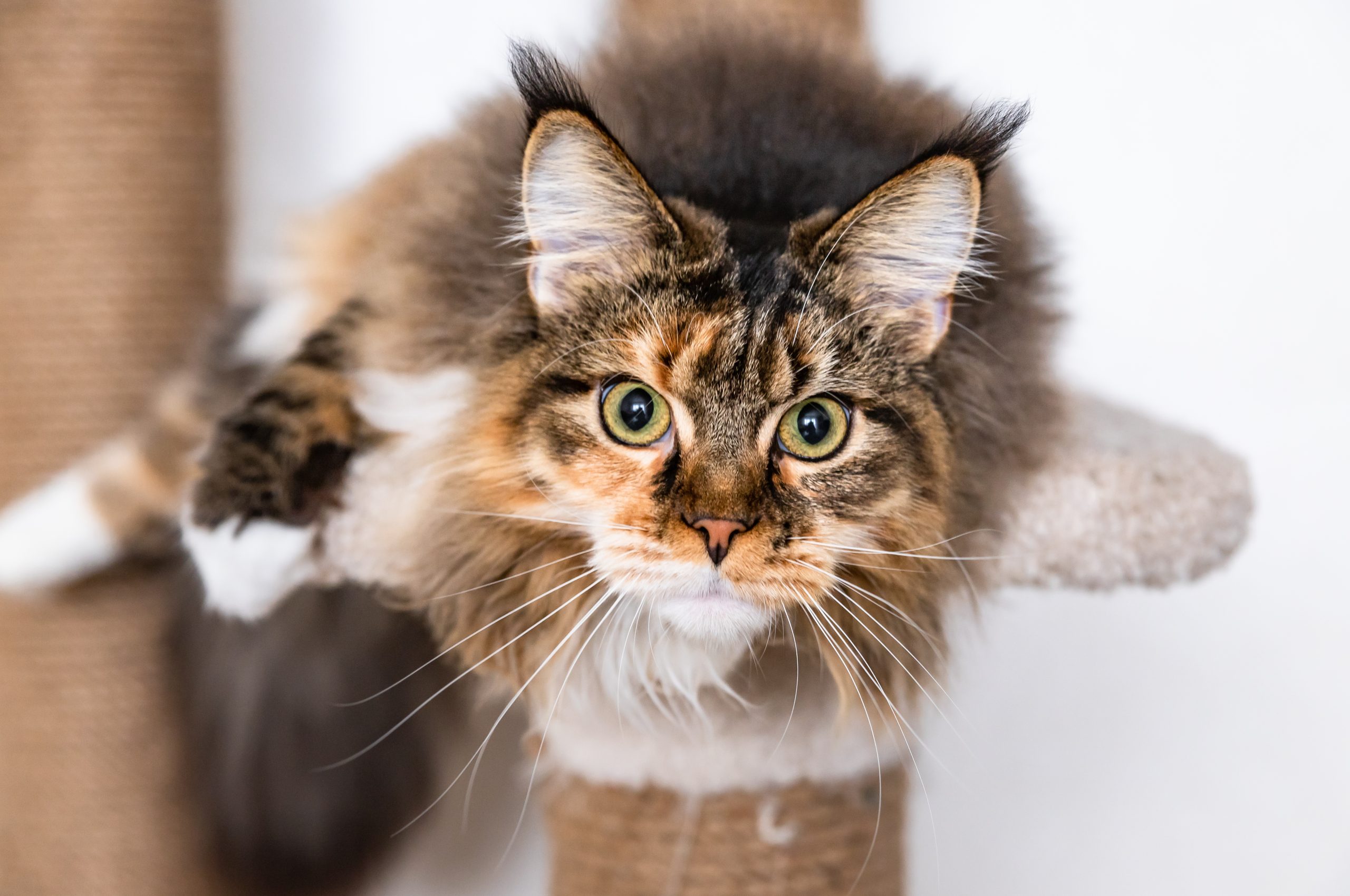 Charming Maine coon cat looking at the camera on a cat tree near the light wall of the house. Scratching post.