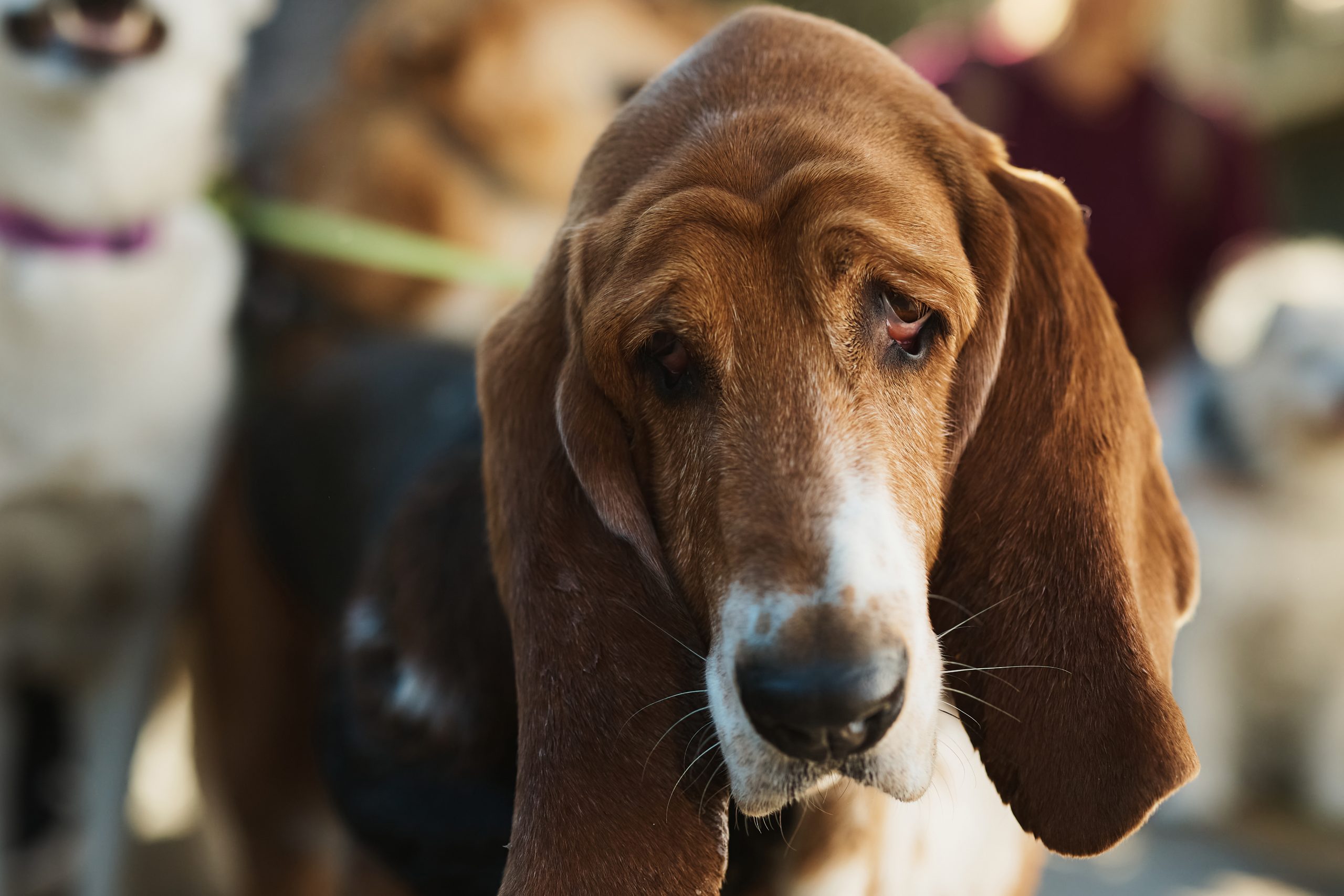 Close-up of basset hound during dog walking in nature.