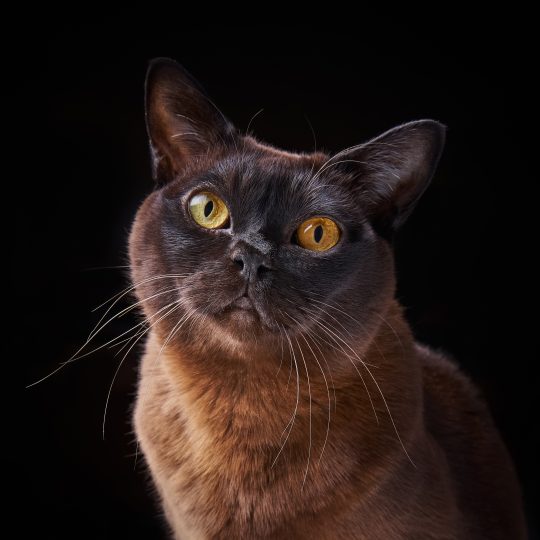 close up portrait of brown burmese cat with yellow 2023 11 27 05 09 30 utc