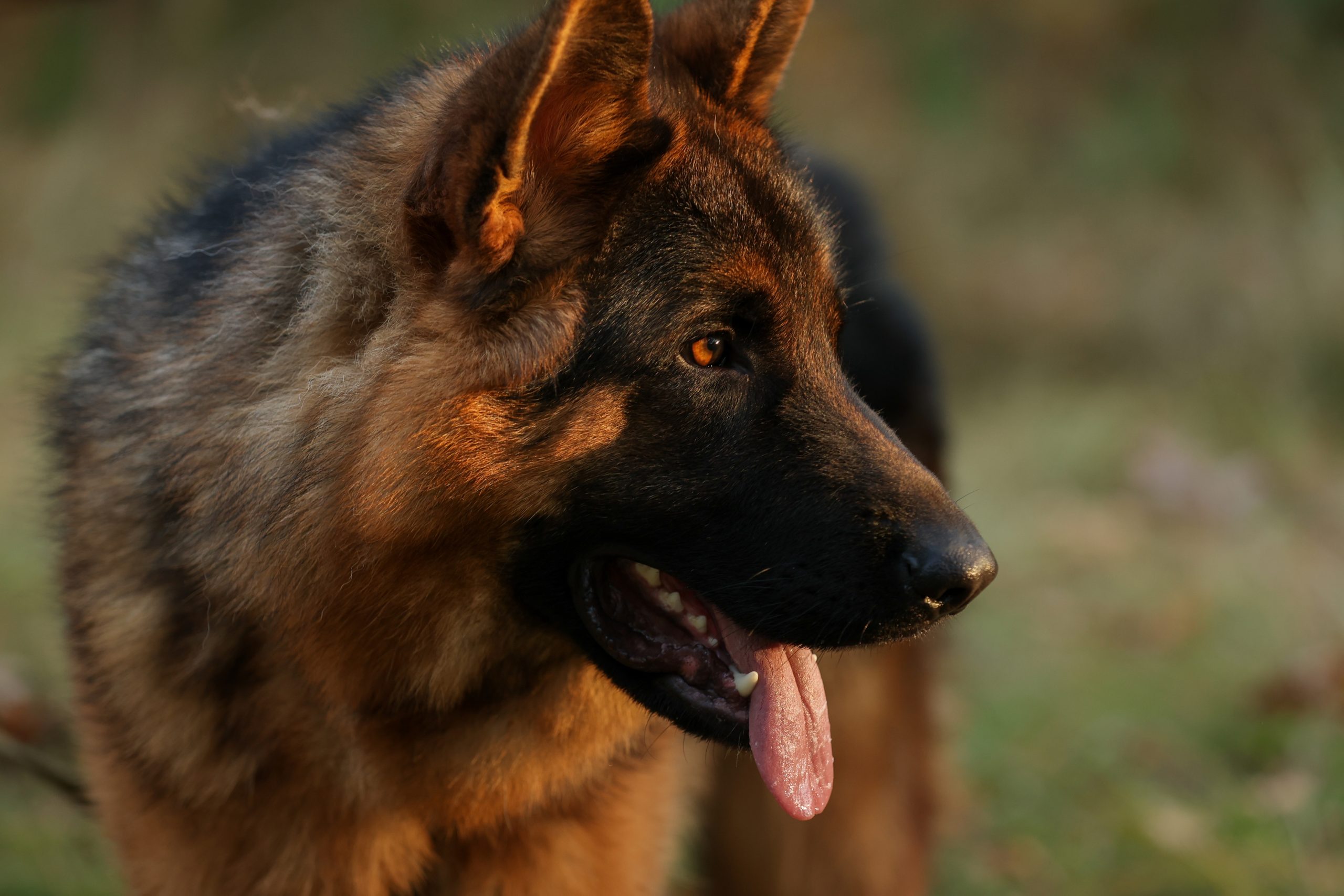 Close up portrait of happy friendly adult black and tan German Shepherd dog with open mouth and tongue looks away and posing outdoors in a forest, park. Pet on nature.