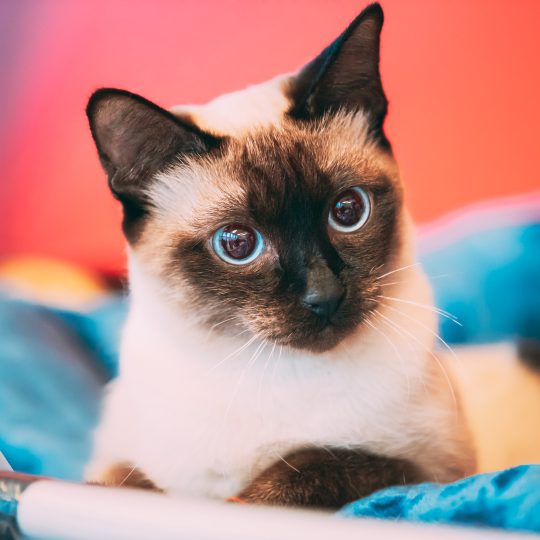 close up portrait of mekong bobtail cat kitten fu 2023 11 27 05 29 33 utc