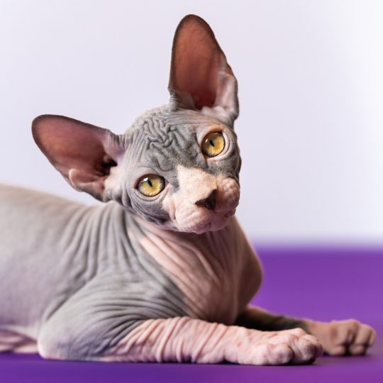 close up view of pretty canadian sphynx cat lying 2023 11 27 05 02 18 utc