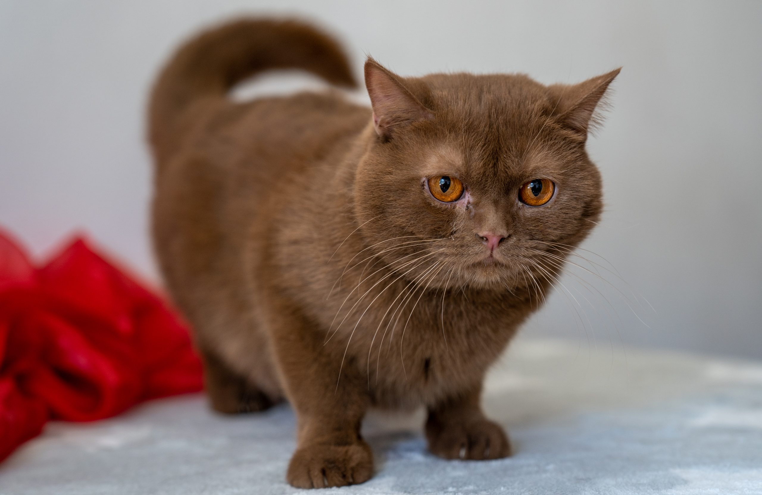 A closeup shot of a brown British Shorthair cat