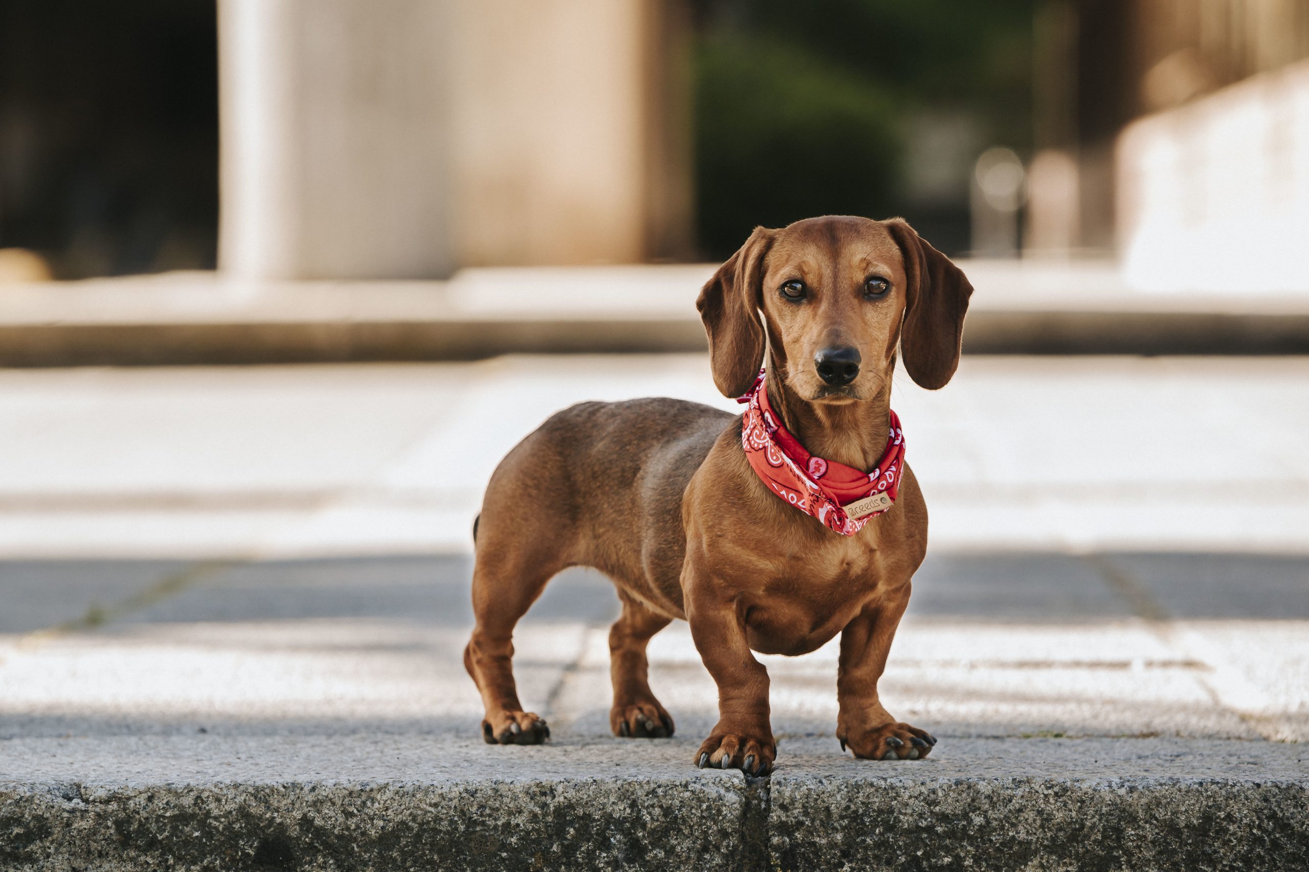 A closeup portrait of a cute brown dwarf dachshund with a stylish scarf on its neck walking on the street