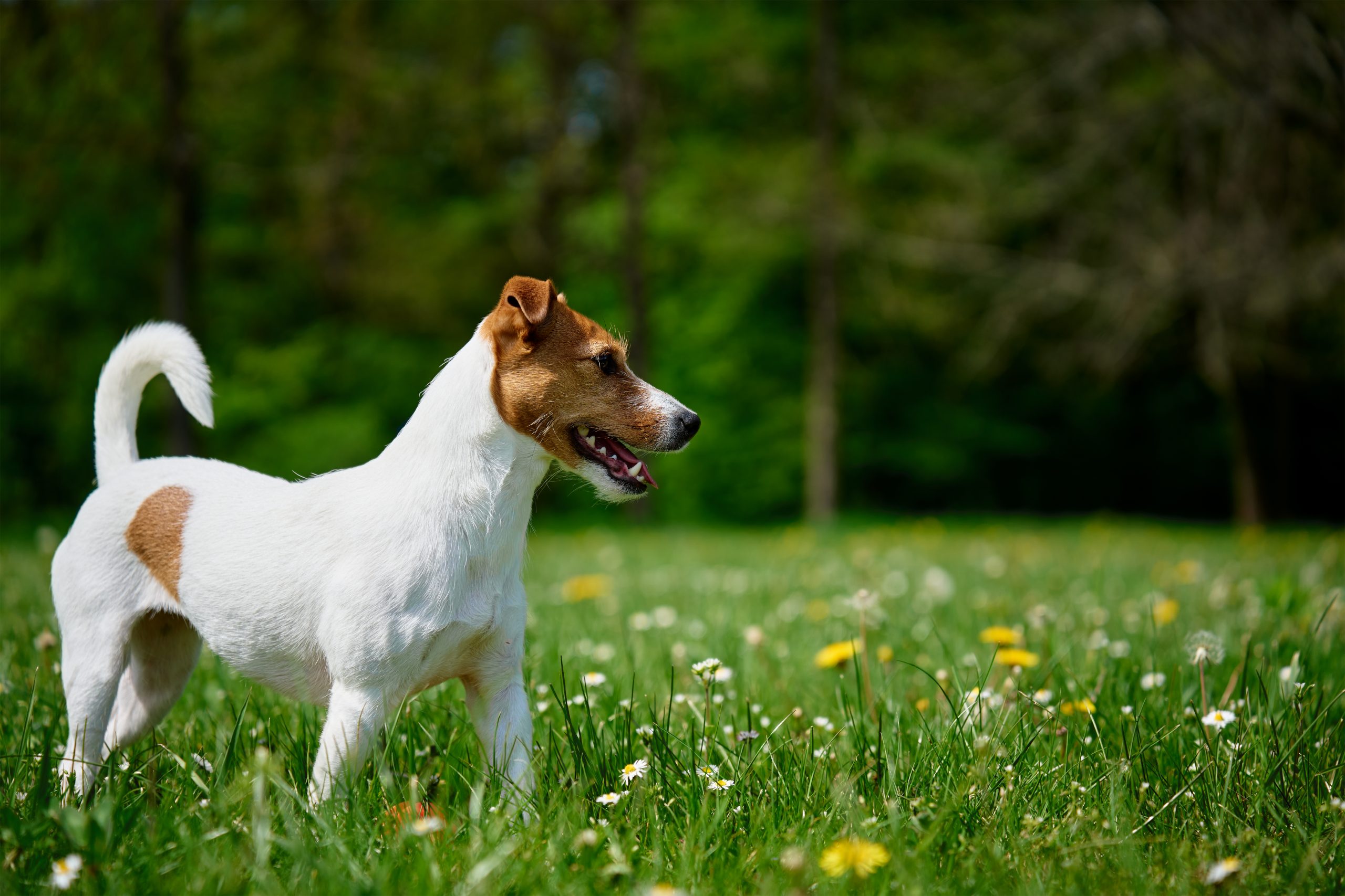 Cute active dog walking at green grass in park at summer day. Jack Russell Terrier portrait outdoors