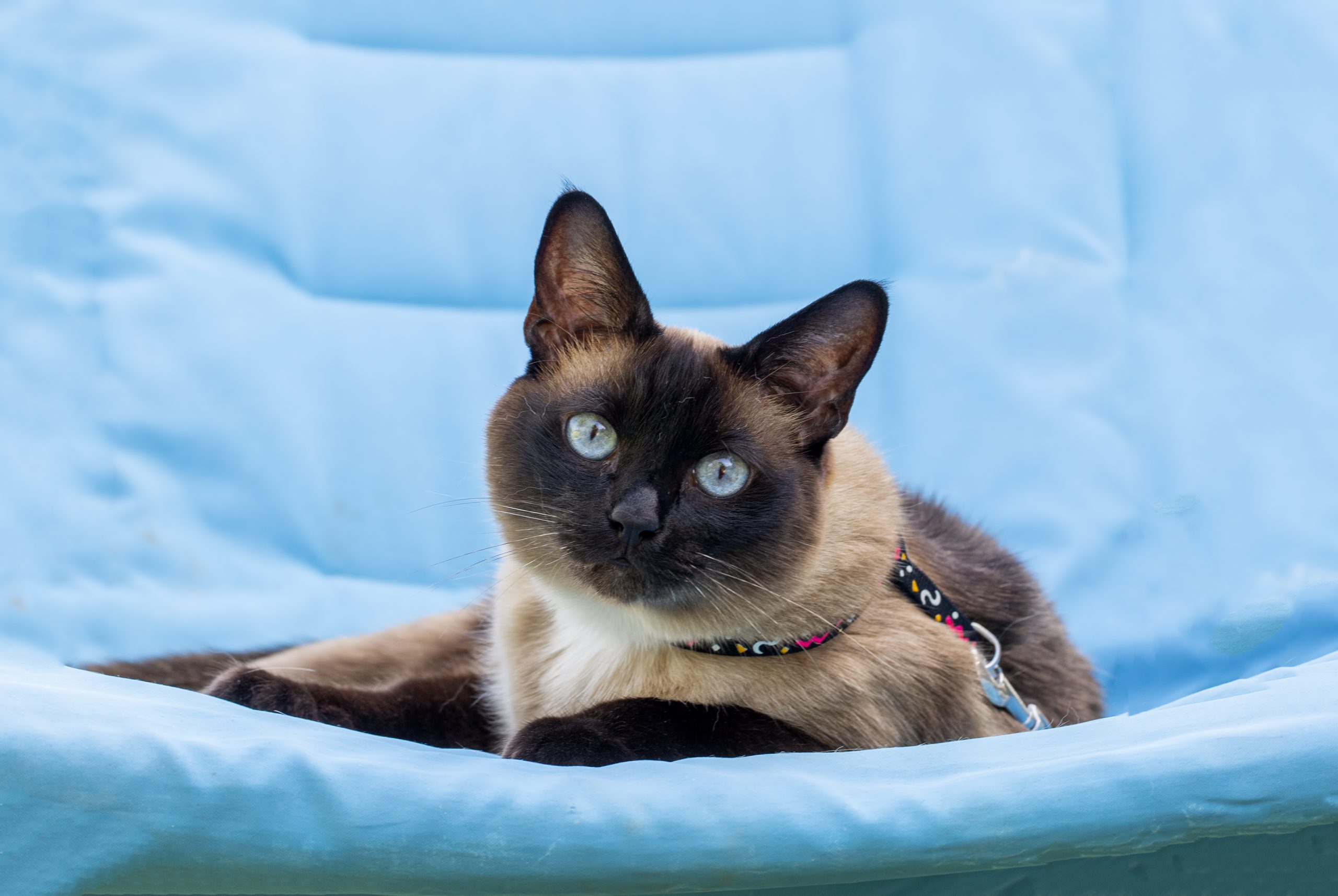 Cute kitten siamese cat indoor