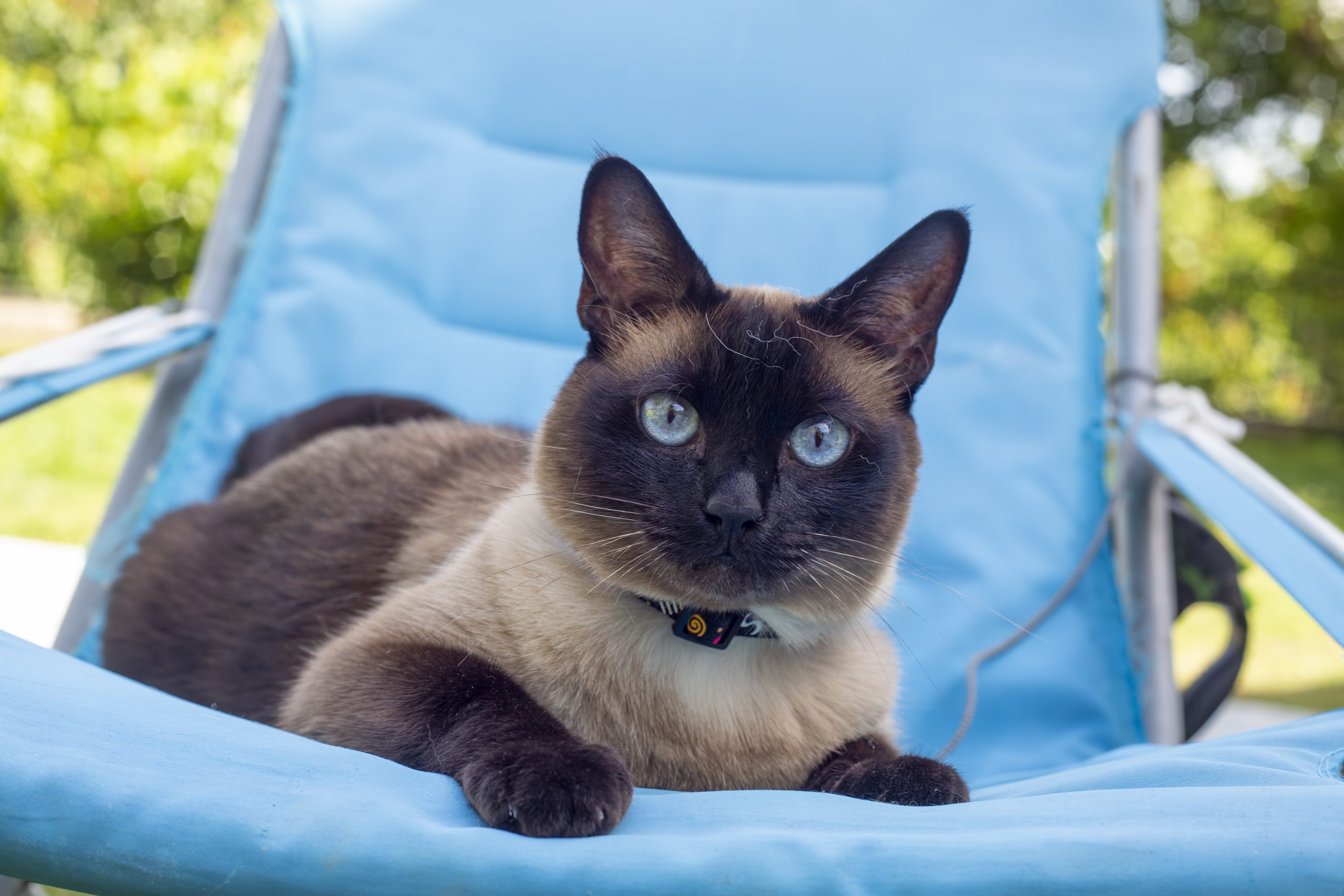 Cute kitten siamese cat indoor