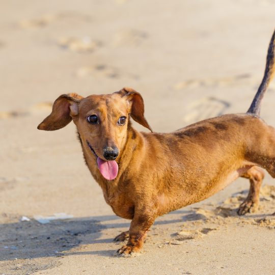 dachshund dog in beach 2023 11 27 05 07 16 utc