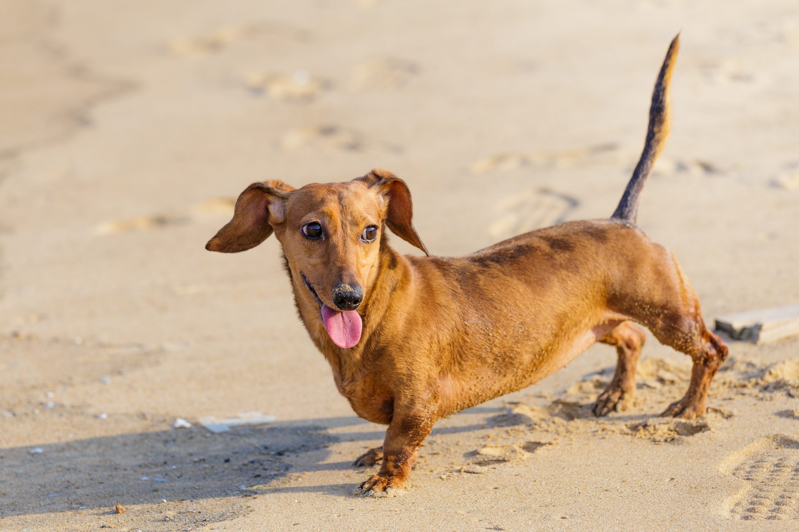 Dachshund Dog in beach