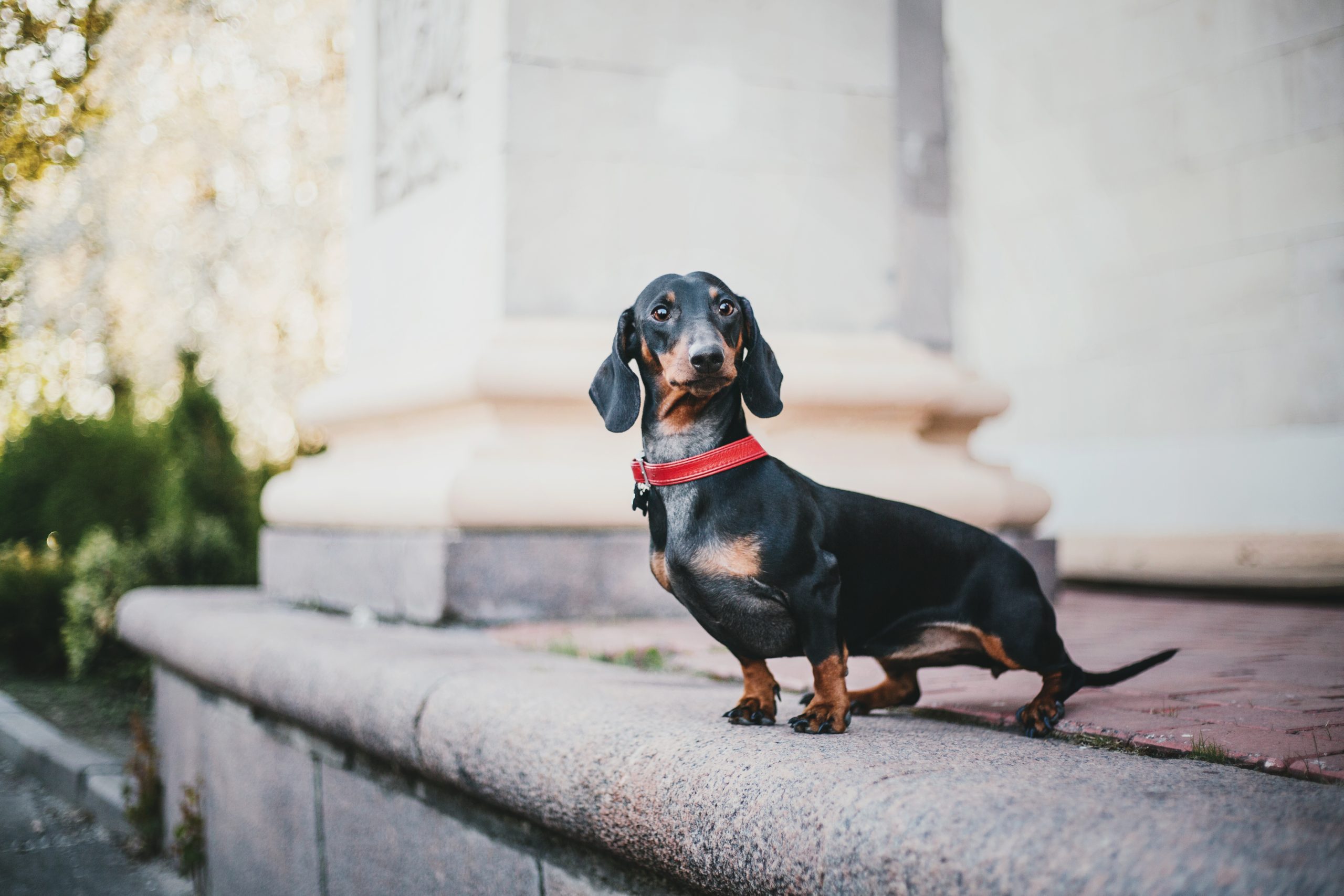 dachshund-dog-in-park-cute-pets-small-dog-2023-11-27-05-19-19-utc