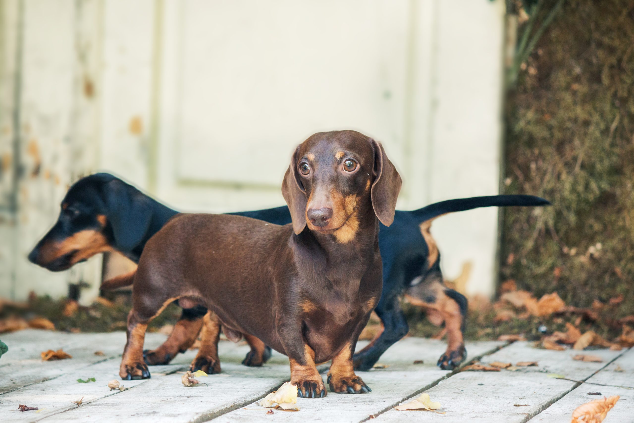 dachshund-dog-on-the-backyard-dog-outdoor-in-sunn-2023-11-27-05-25-39-utc