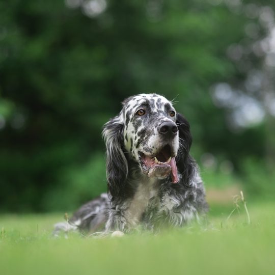 dog english setter on green grass 2023 11 27 05 03 56 utc