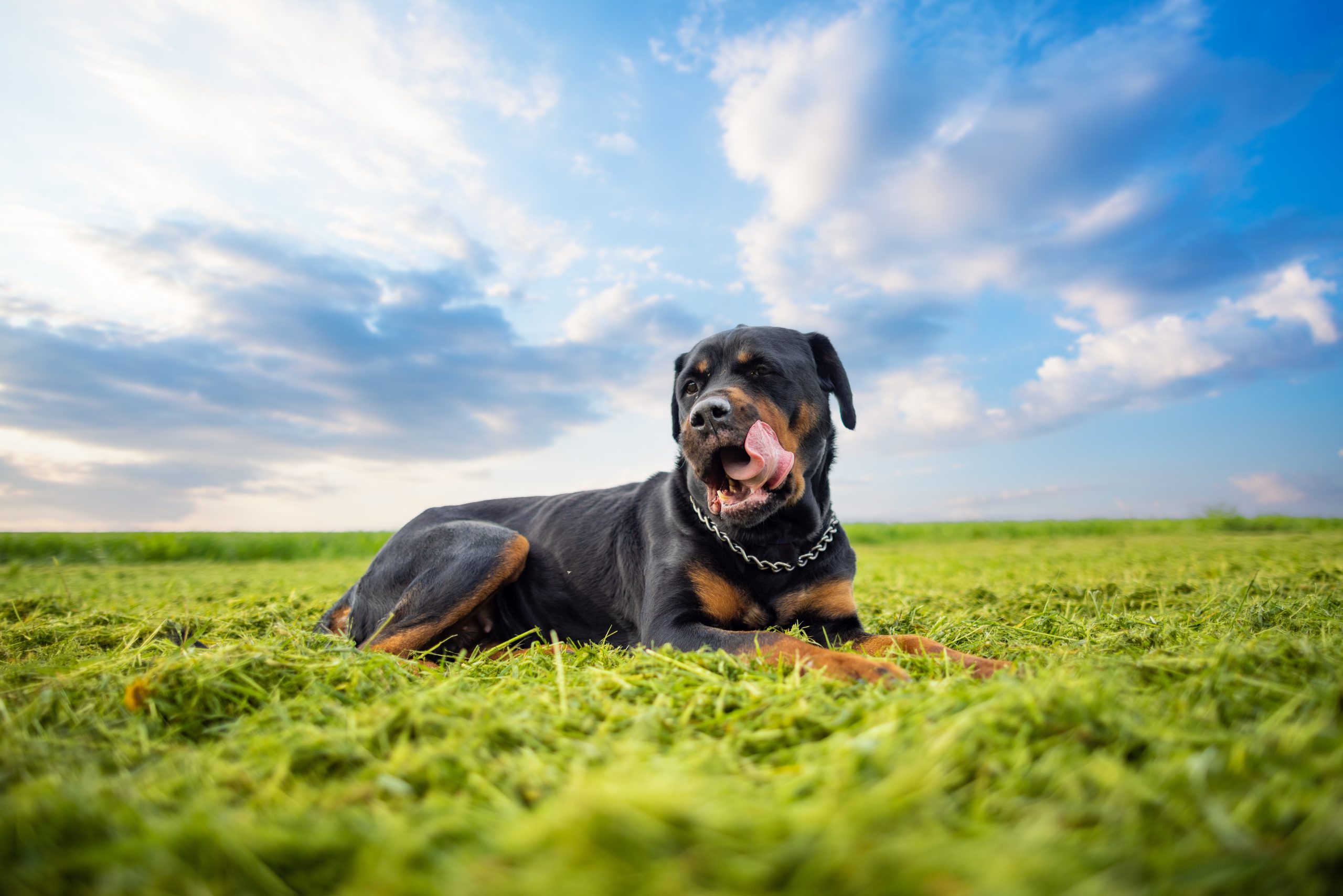 A calm serious guard dog of the Rottweiler breed with a metal chain around his neck lies on a wide grassy green meadow and rests, in the wild against a cloudy blue sky