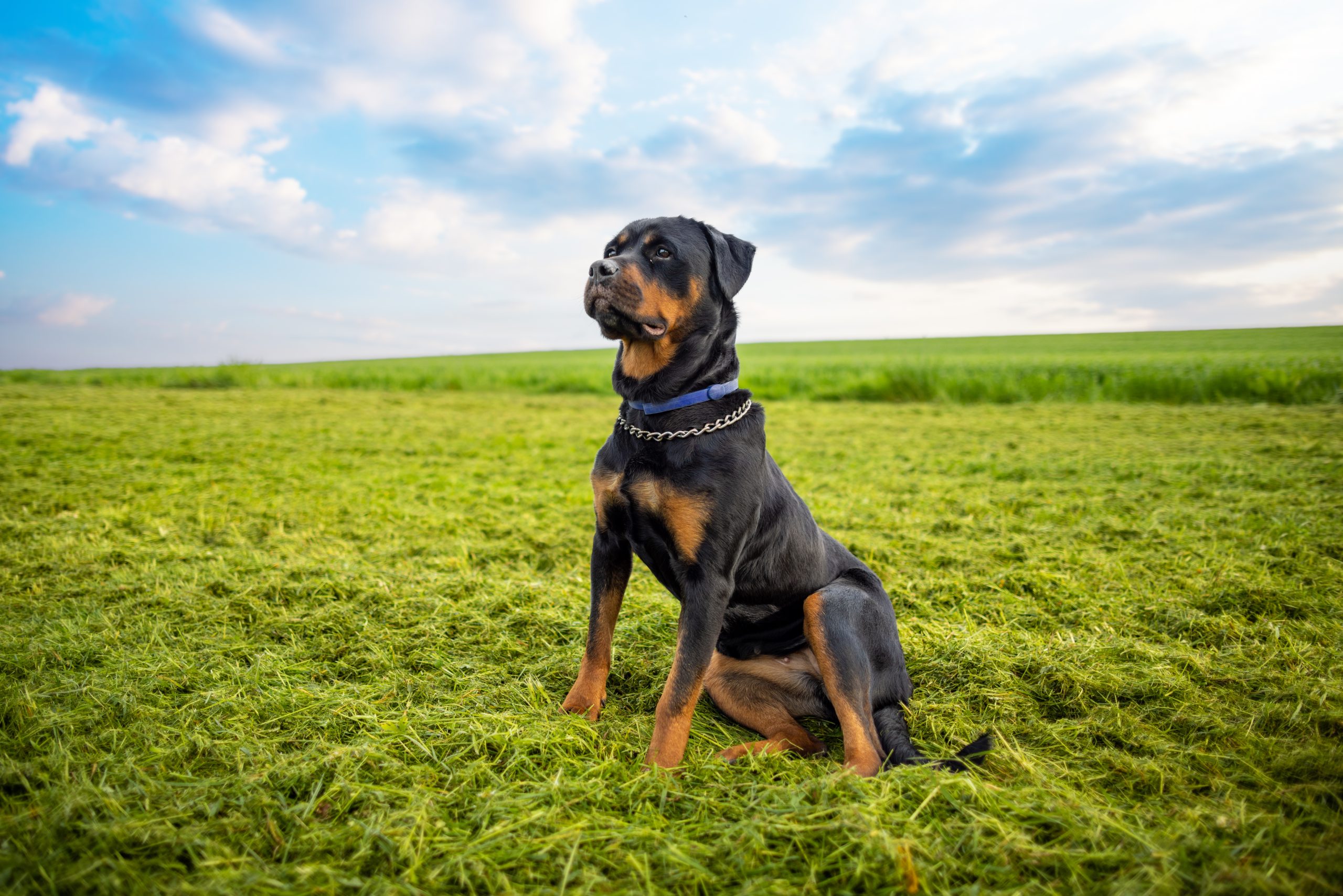 A calm serious guard dog of the Rottweiler breed with a metal chain around his neck sits on a wide grassy green meadow and looks into the distance, in the wild against a cloudy blue sky