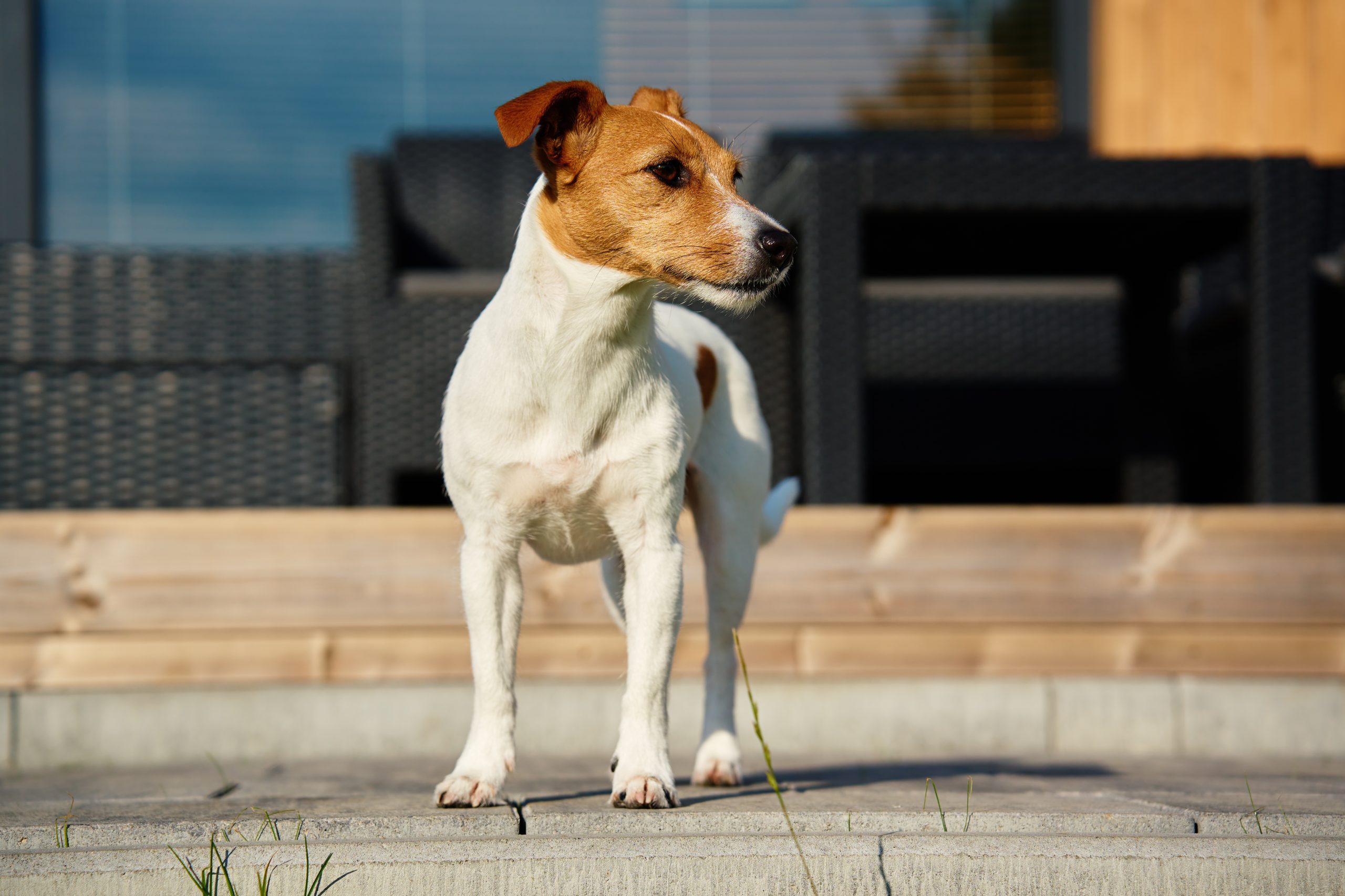 Dog walks on suburban house terrace at summer day. Adorable pet posing outside. Cute Jack Russell terrier portrait.