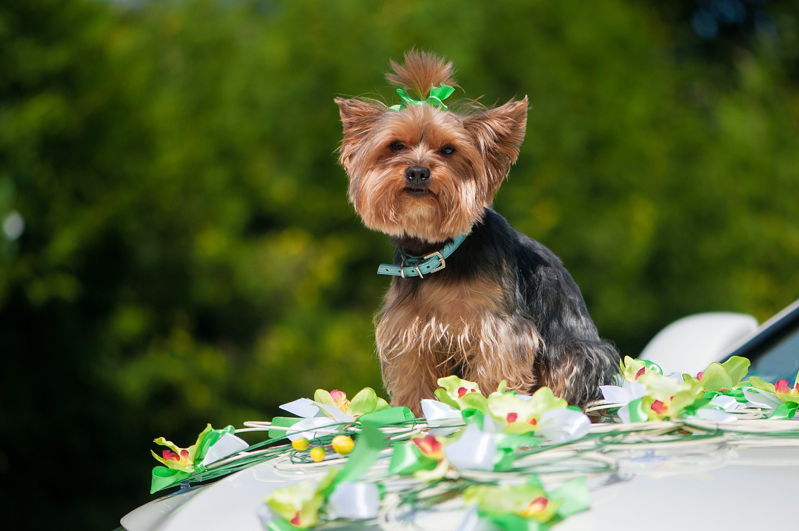 dog-yorkshire-terrier-sitting-on-white-wedding-car-2023-11-27-05-31-20-utc