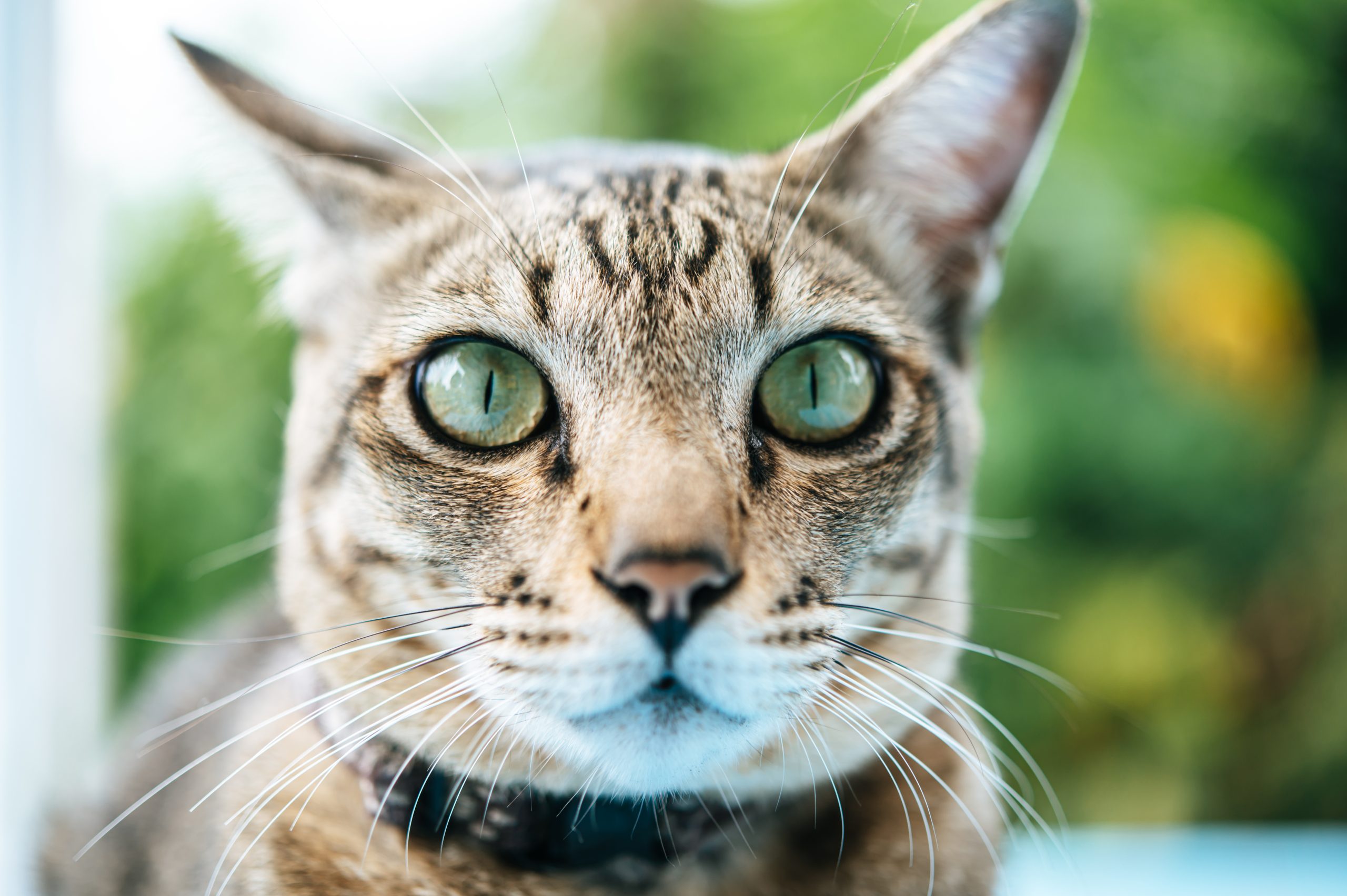 Focus on the eyes of the tabby on the blue cement floor.