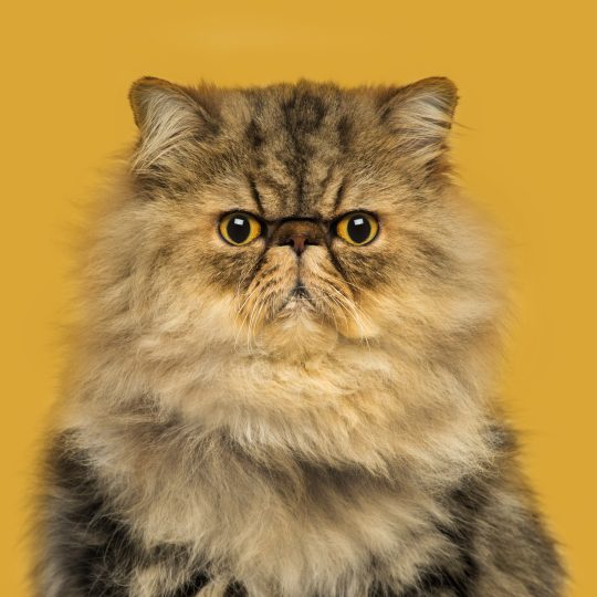 front view of a grumpuy persian cat sitting looki 2024 09 27 10 14 35 utc