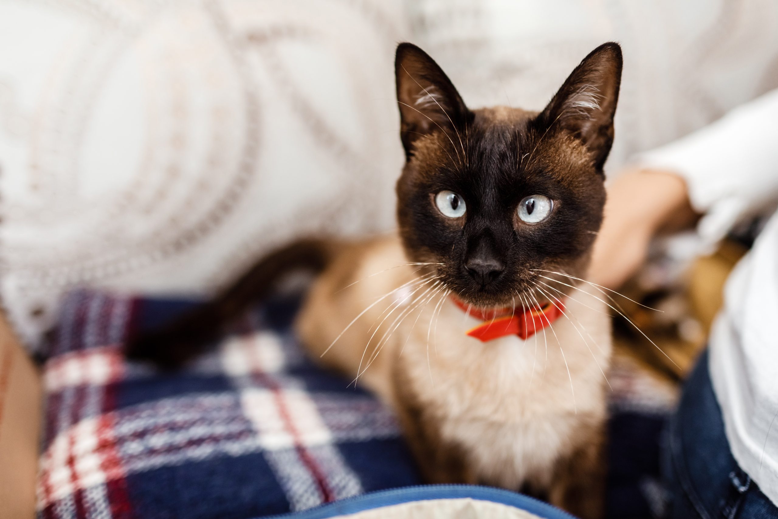 Funny cat with a red bow tie close-up. cat with butterfly. cat with eye defect. The concept of fashionable cats