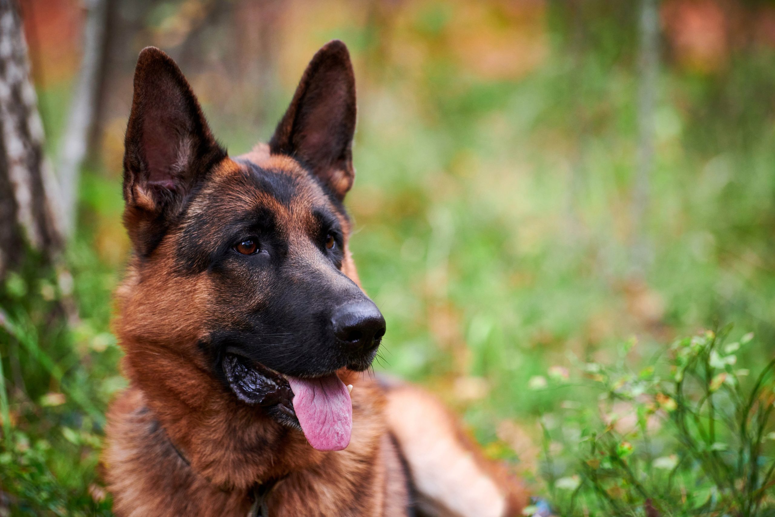 Friendly German Shepherd dog portrait close up outdoor, red and black German Shepherd dog lying on green grass sticking out tongue. Funny German Shepherd dog resting on walk in forest park in autumn