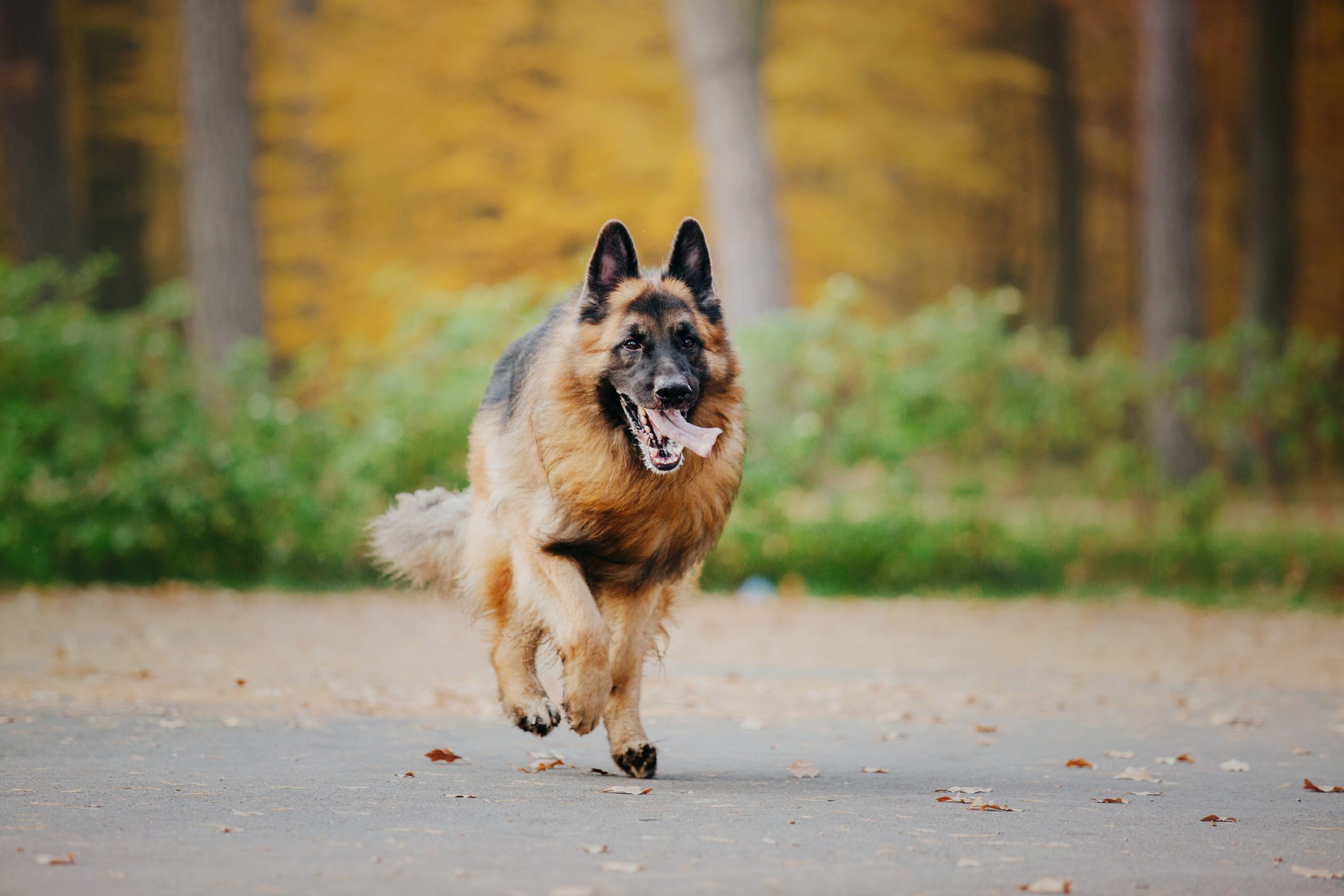 german-shepherd-dog-with-leaves-in-autumn-dog-in-2023-11-27-04-53-15-utc