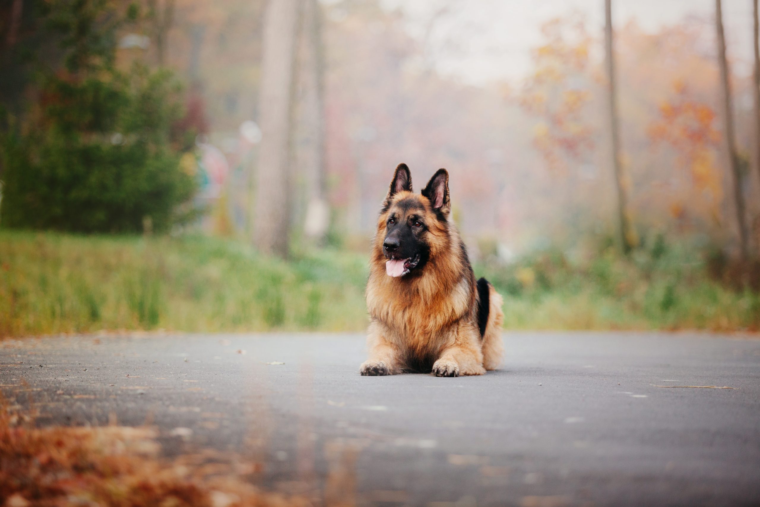 german-shepherd-dog-with-leaves-in-autumn-dog-in-2023-11-27-04-59-39-utc