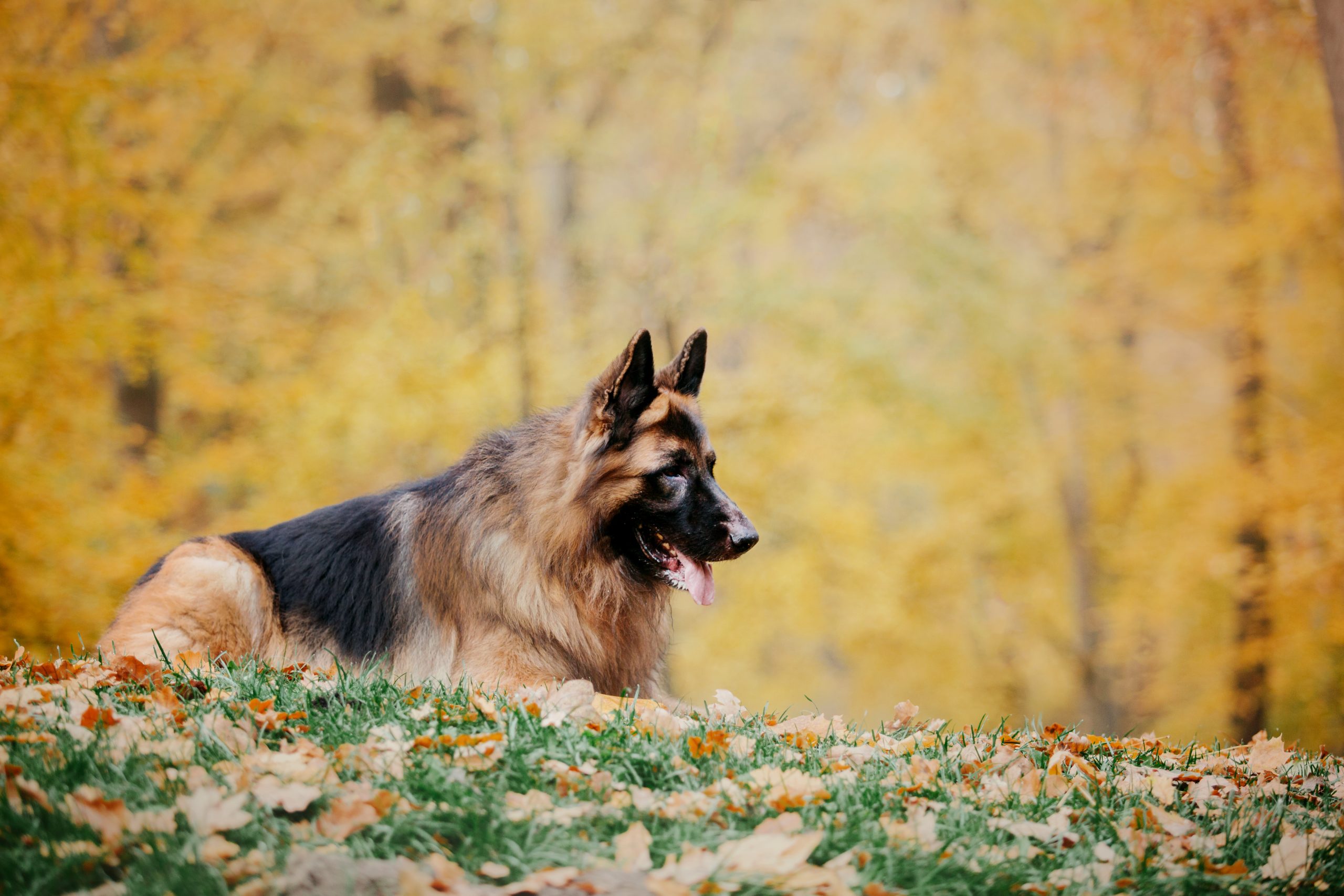 german-shepherd-dog-with-leaves-in-autumn-dog-in-2023-11-27-05-03-31-utc