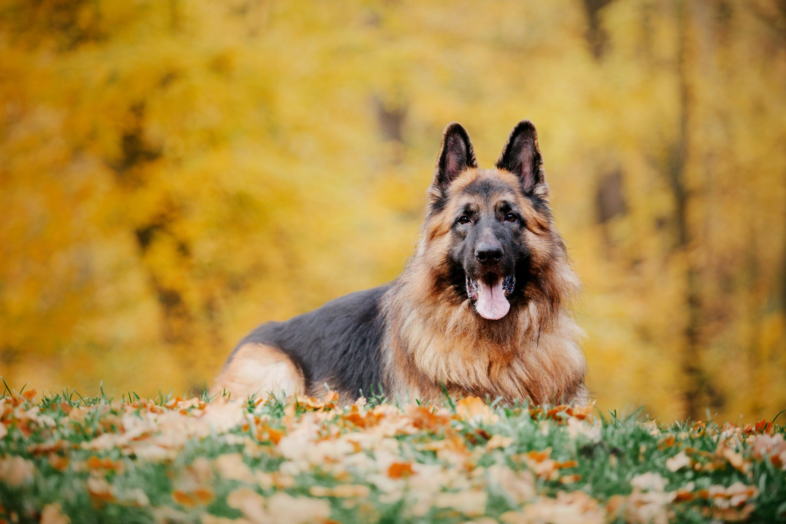 german-shepherd-dog-with-leaves-in-autumn-dog-in-2023-11-27-05-09-44-utc