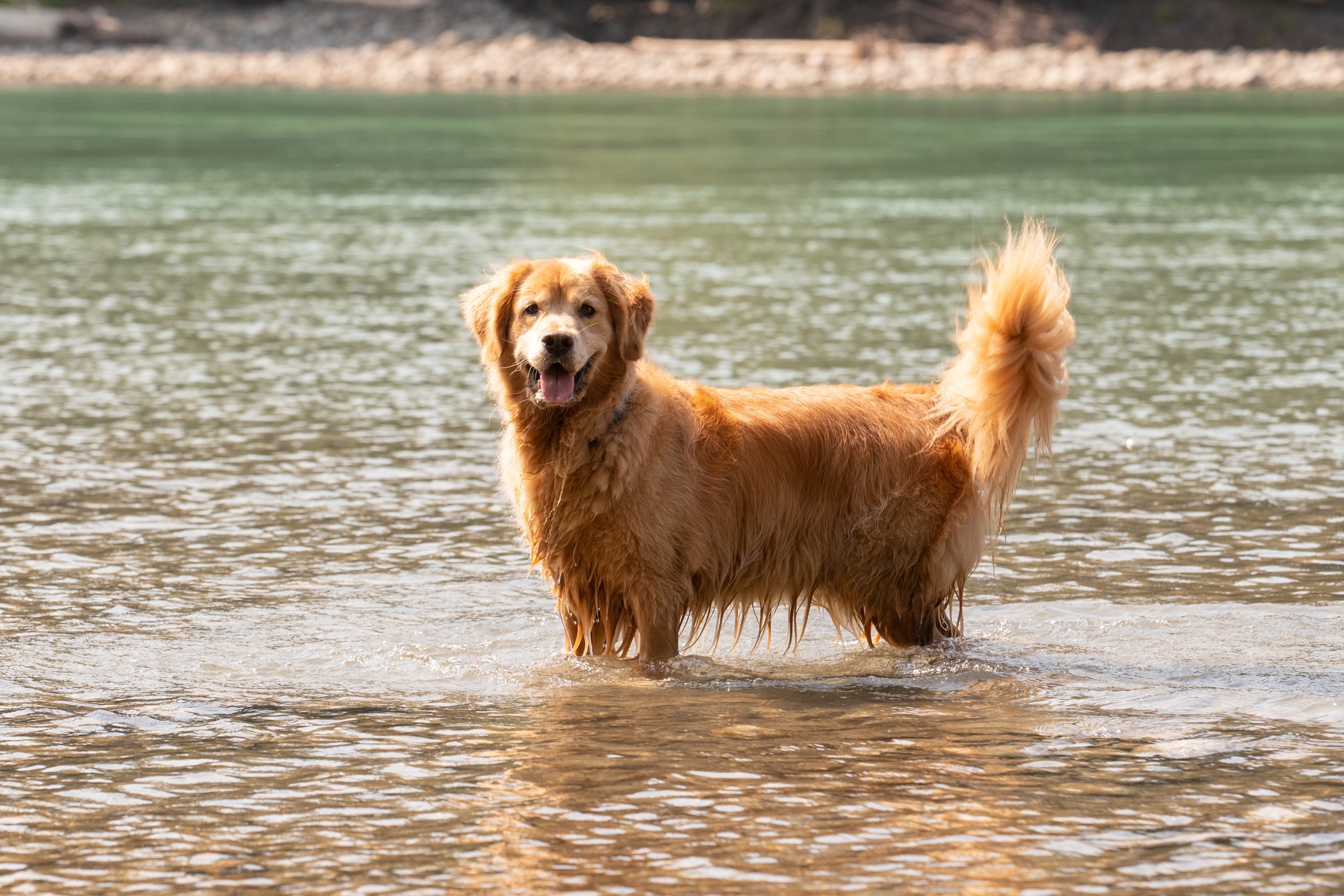 Golden Retriever Dog standing in the river