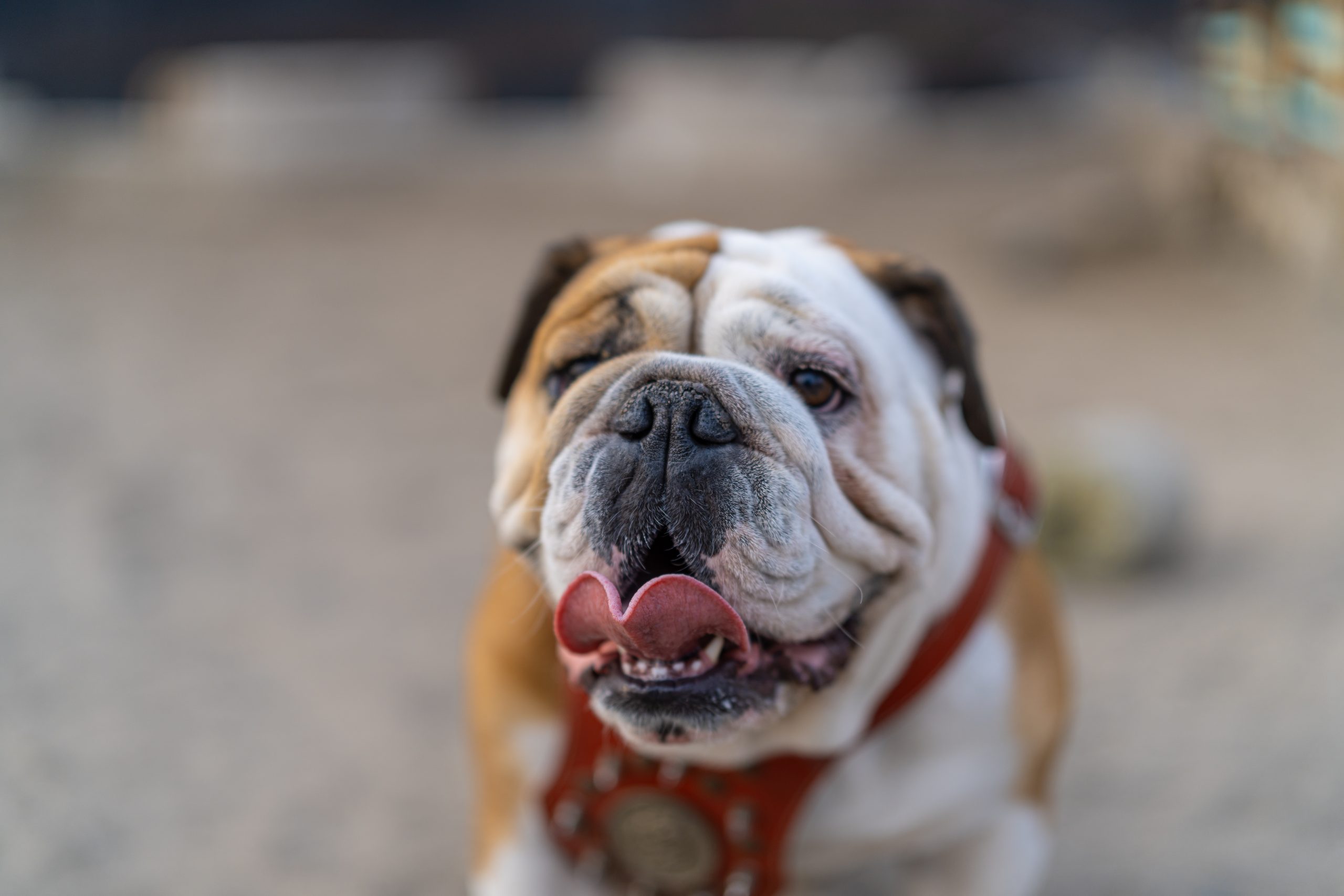 Happy bulldog is sticking out its tongue and panting while taking a break from playing in the park