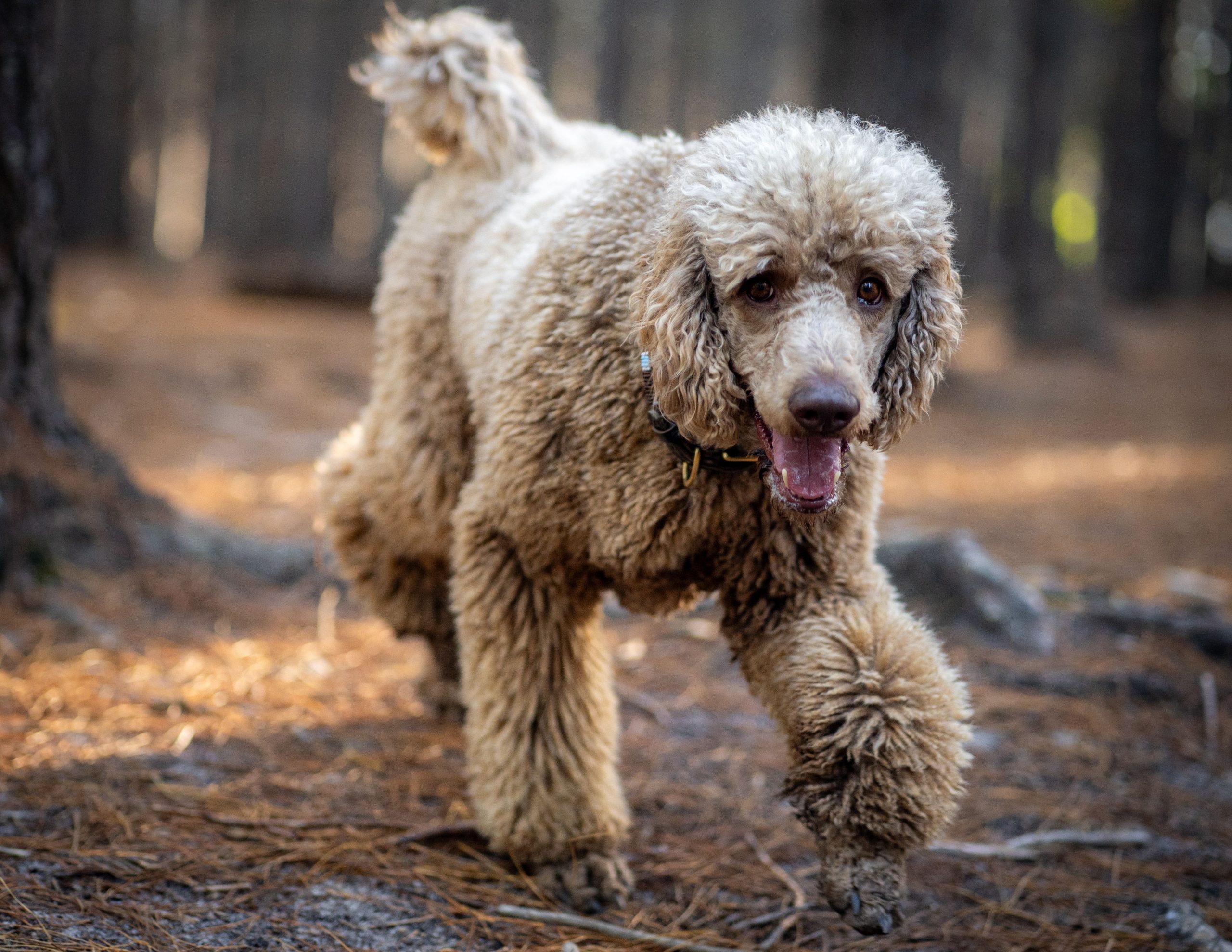 A happy poodle running in a sunlit forest with trees in the background