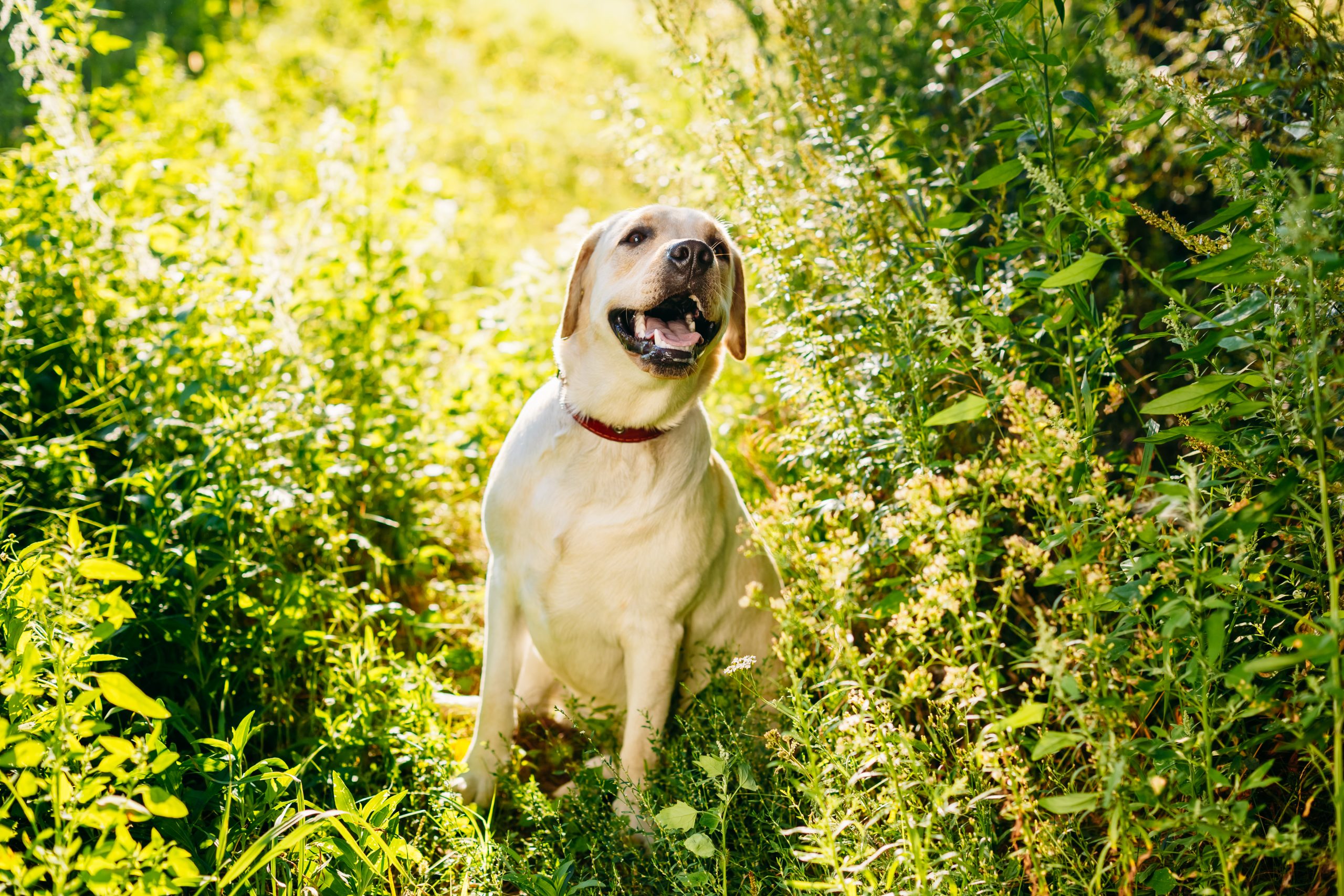 Funny White Labrador Retriever Dog Sitting In Grass, Summer Park.