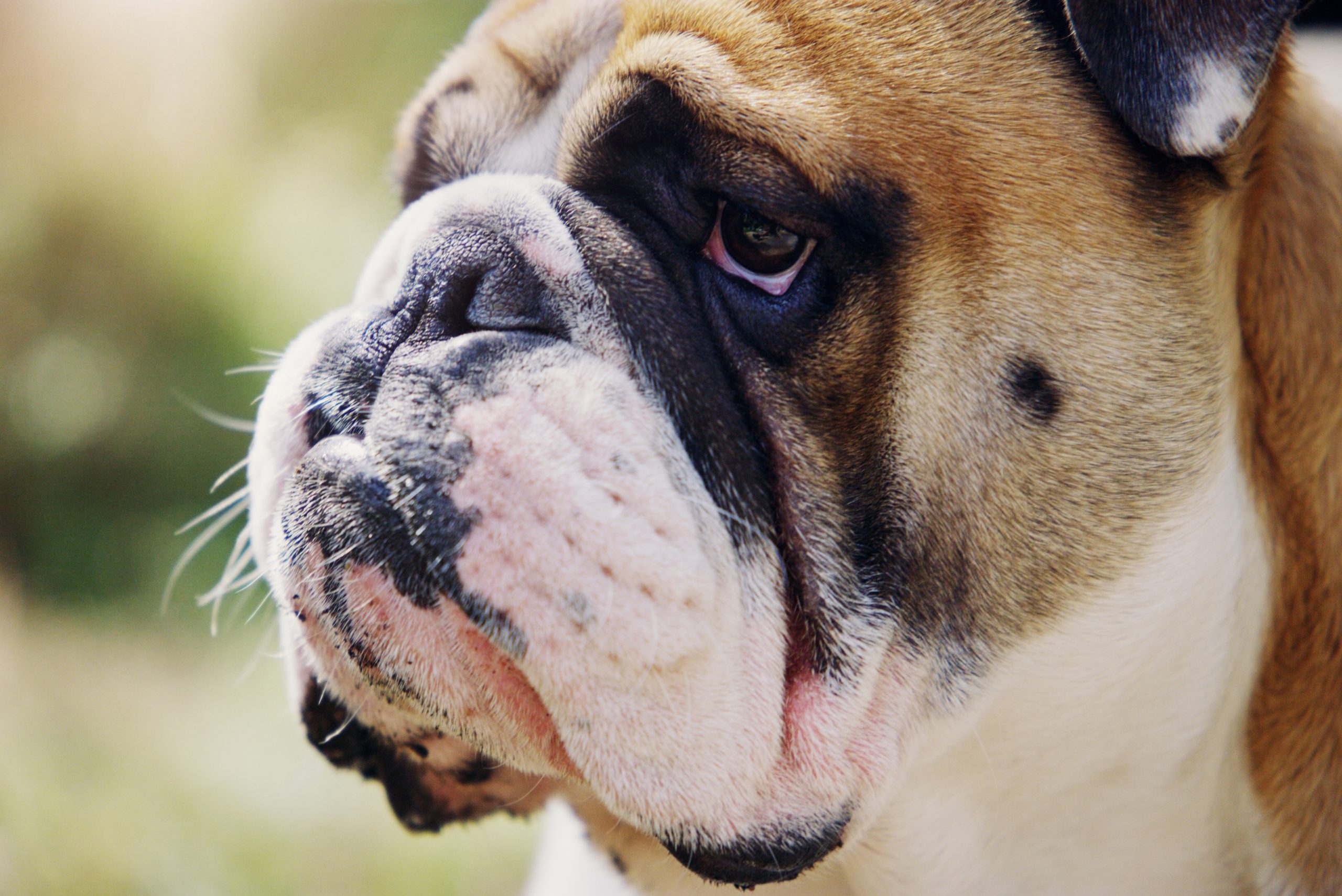 Im taking over the park today. Closeup shot of a bulldog outdoors