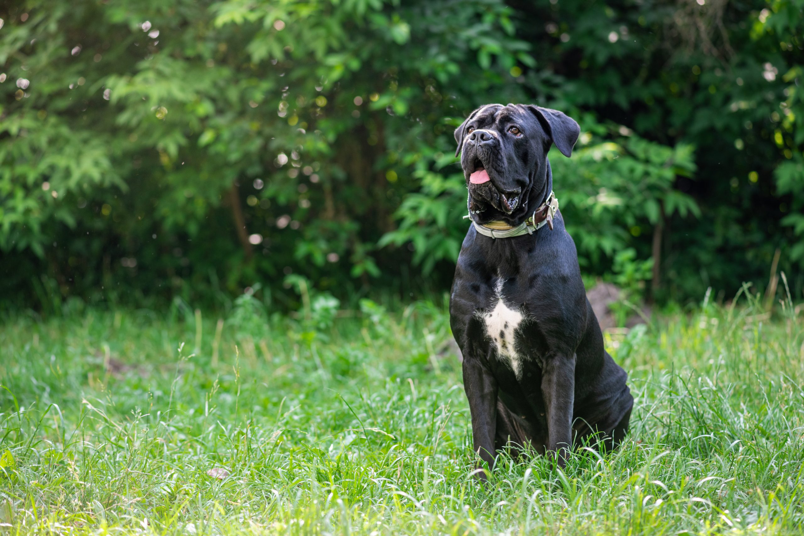 Italian Cane Corso Dog sitting on green grass outdoors. Big dog breeds. Black young Cane Corso walking in summer garden on backyard.