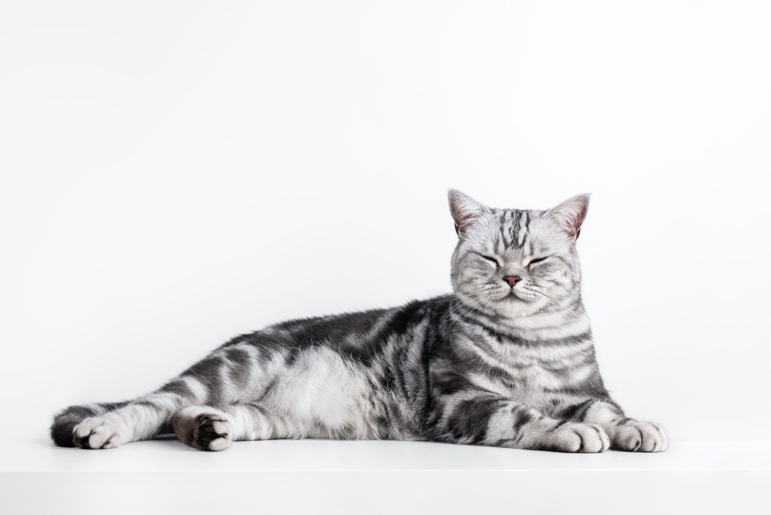 Kitten British shorthair silver tabby cat portrait isolated on white, purebred