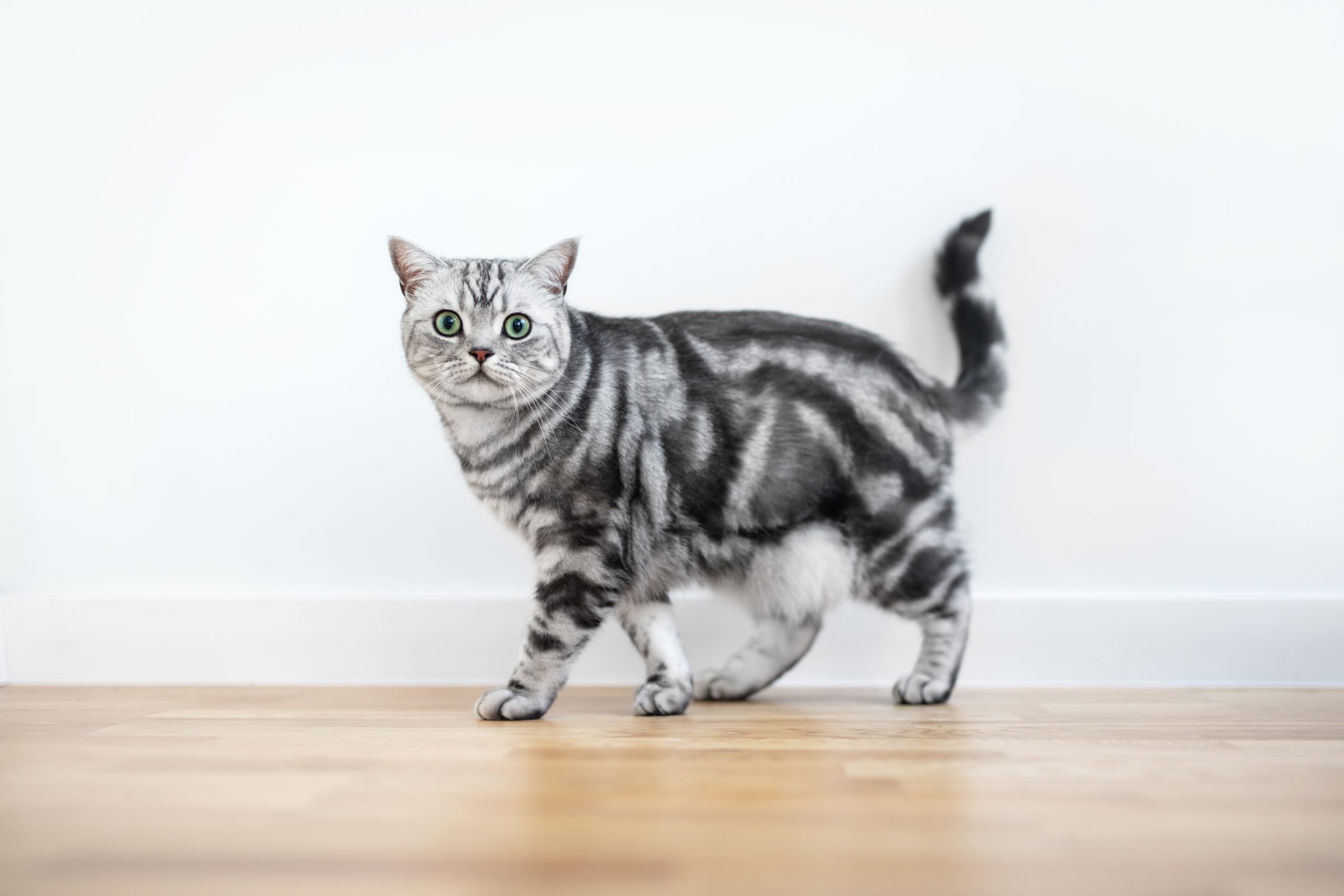 Kitten British shorthair silver tabby cat walk at home, purebred