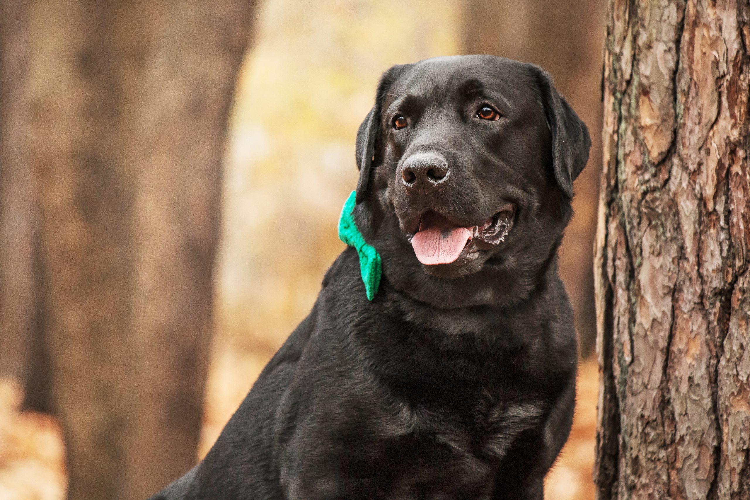 labrador-retriever-dog-breed-on-the-field-dog-run-2023-11-27-04-53-21-utc