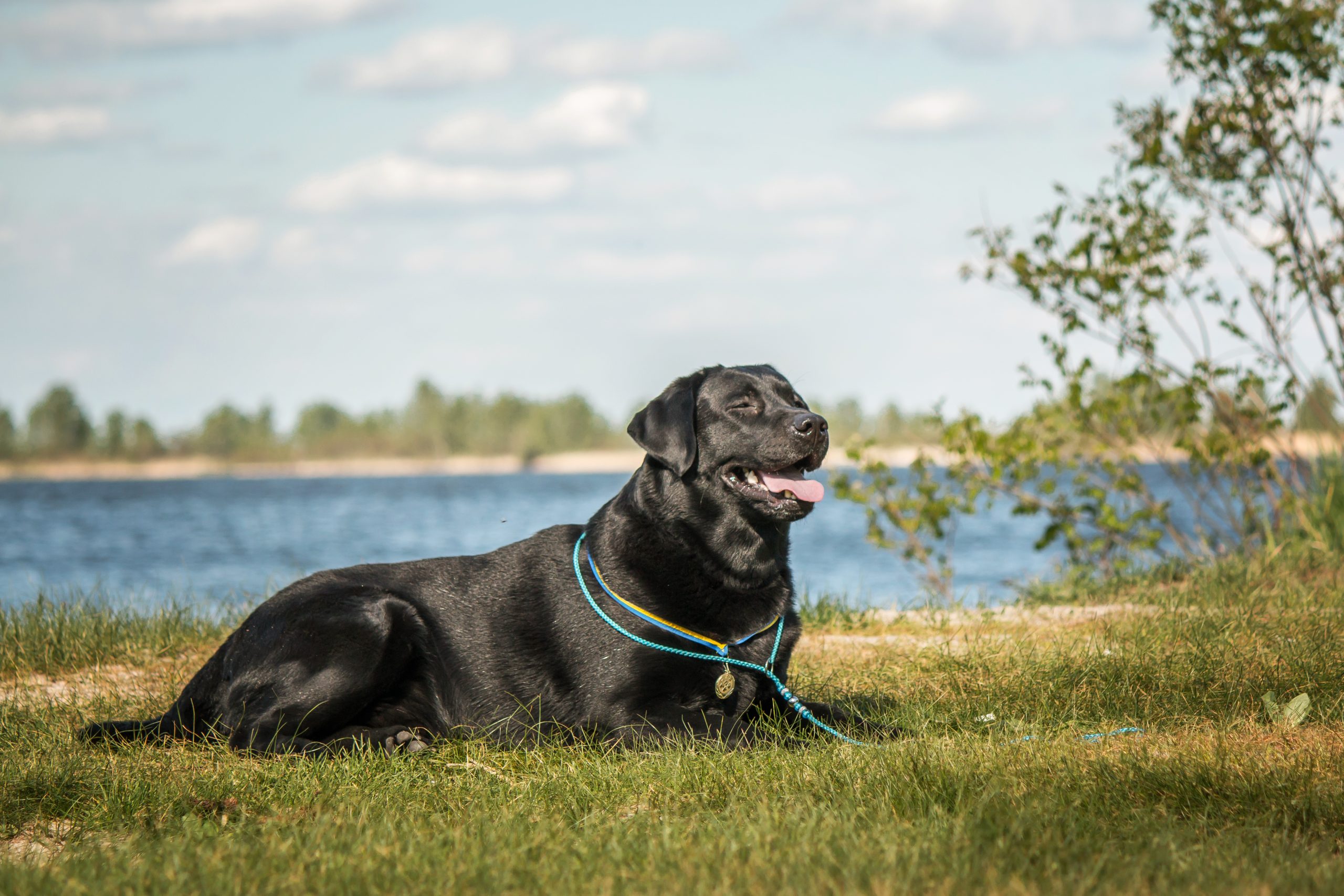 labrador-retriever-dog-breed-on-the-field-dog-run-2023-11-27-05-10-56-utc