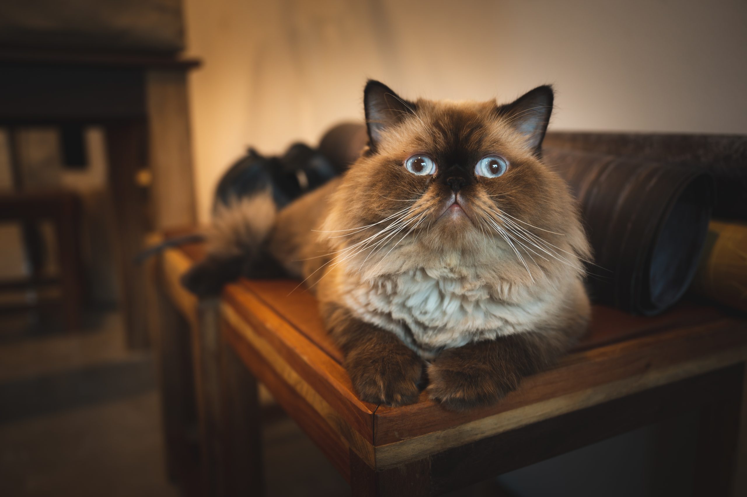 a lovely cat sitting on the wooden table at home, kitten with brown fur, kitty looking at camera with comfortable, cozy and chilling pet at home. homie lifestyle concept.