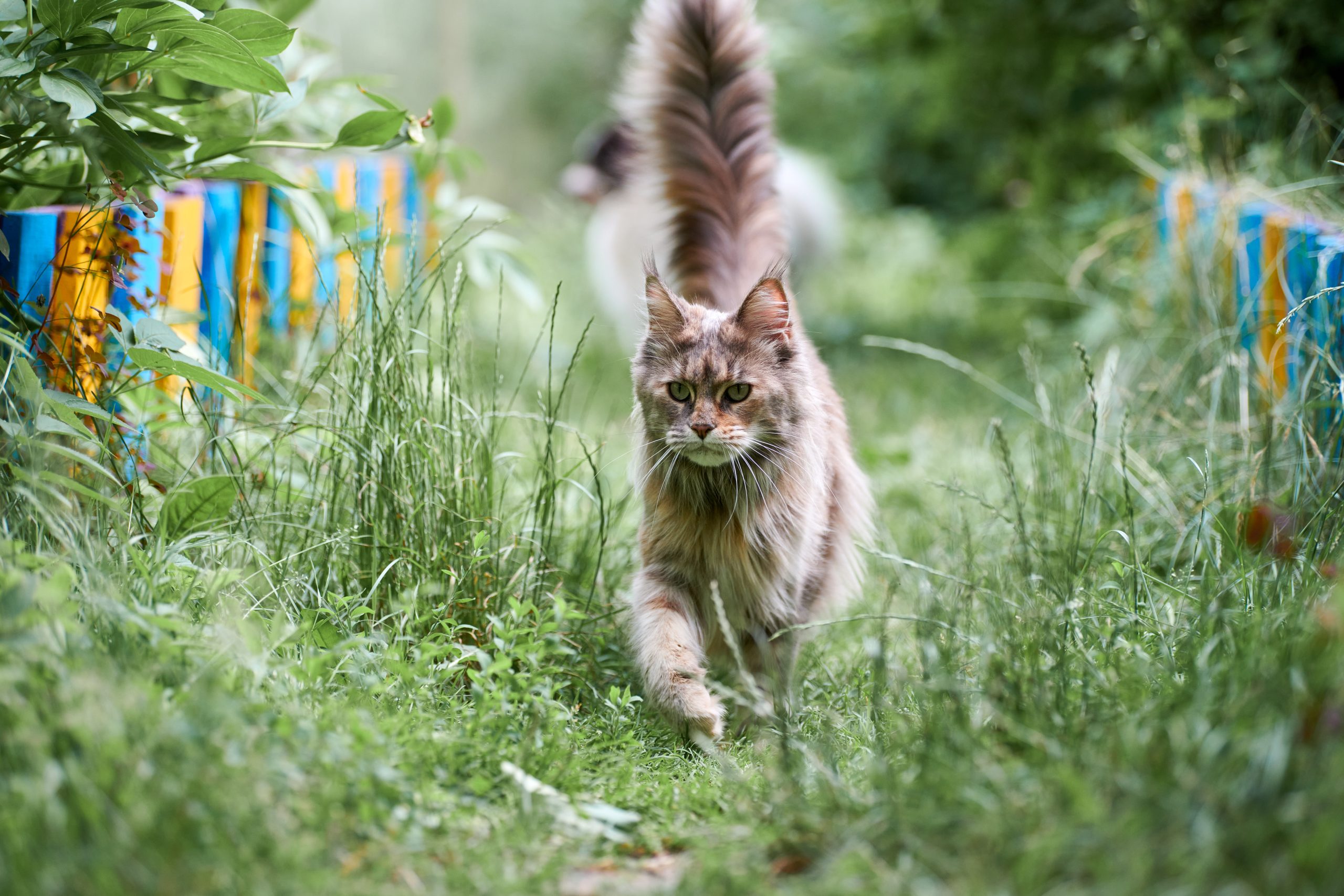 Maine coon cat in garden. Adult cute cat walk on park grass. Big feline breed for home love and affection.