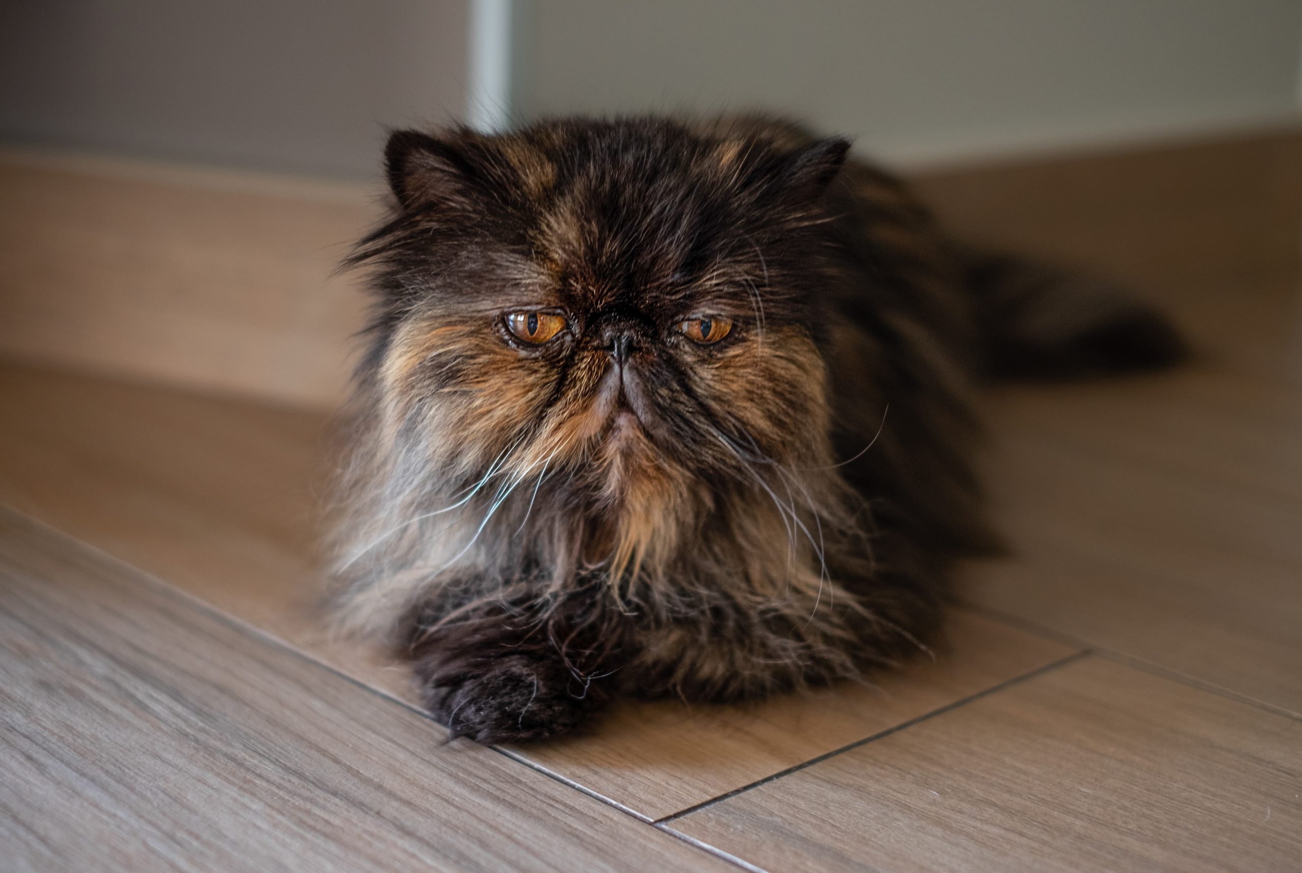 Old brown fluffy persian cat lying in living room on wooden floor