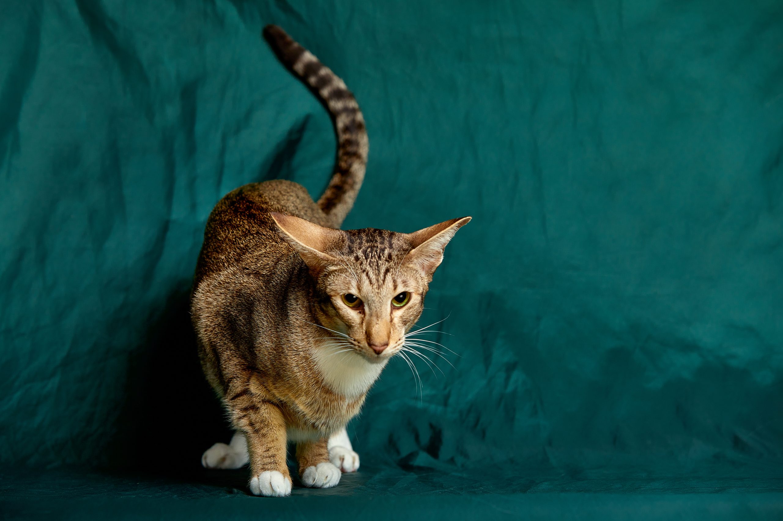 Oriental Shorthair kitten. Looking beside camera with mesmerizing green eyes. Isolated on a green background