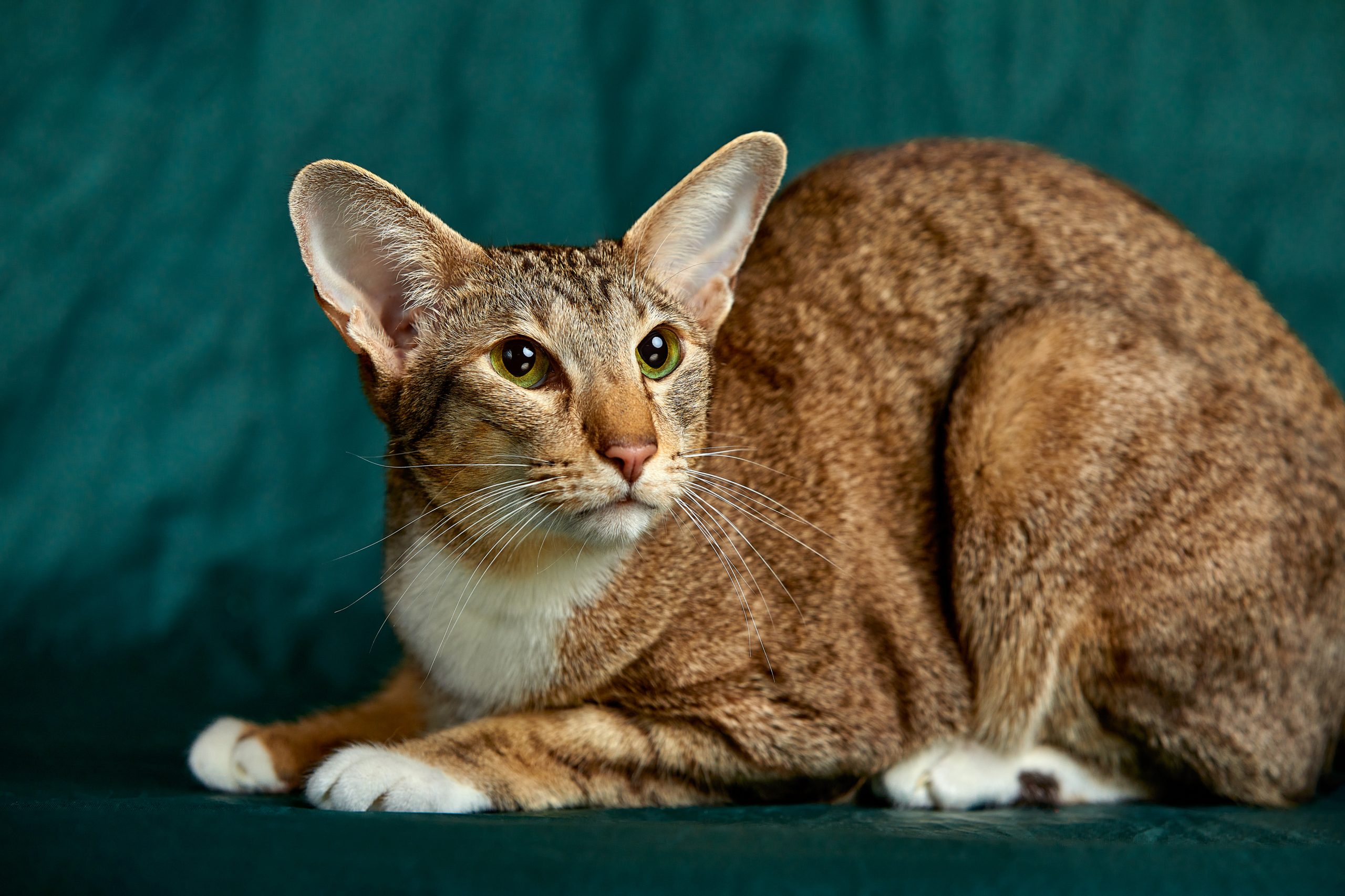 Oriental Shorthair kitten. Looking beside camera with mesmerizing green eyes. Isolated on a green background