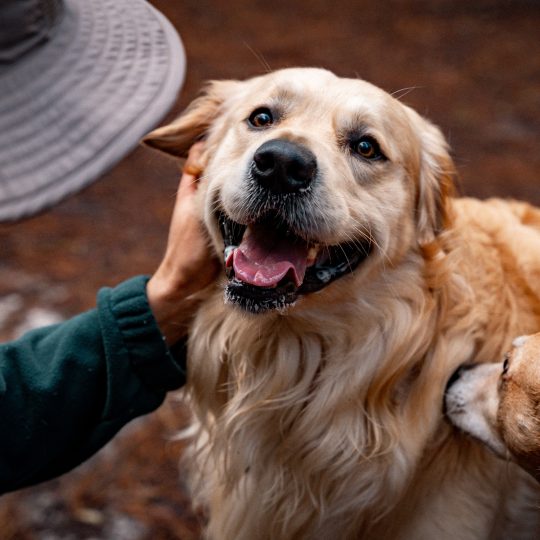 person petting a happy golden retriever while anot 2024 08 13 16 59 04 utc